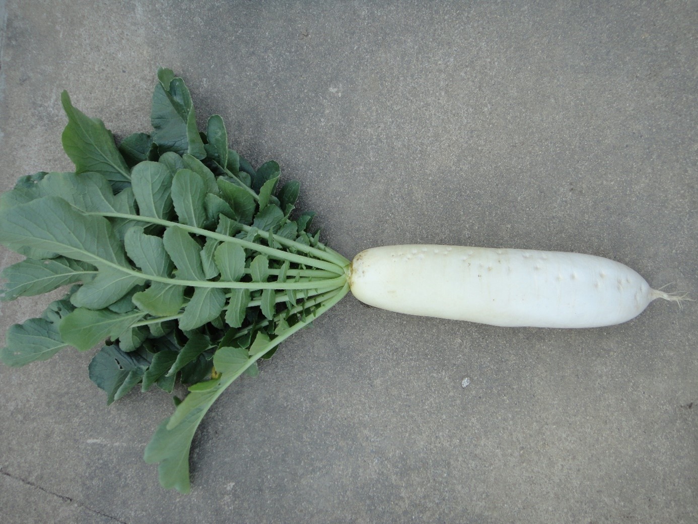 JinChuan River Bank Radish