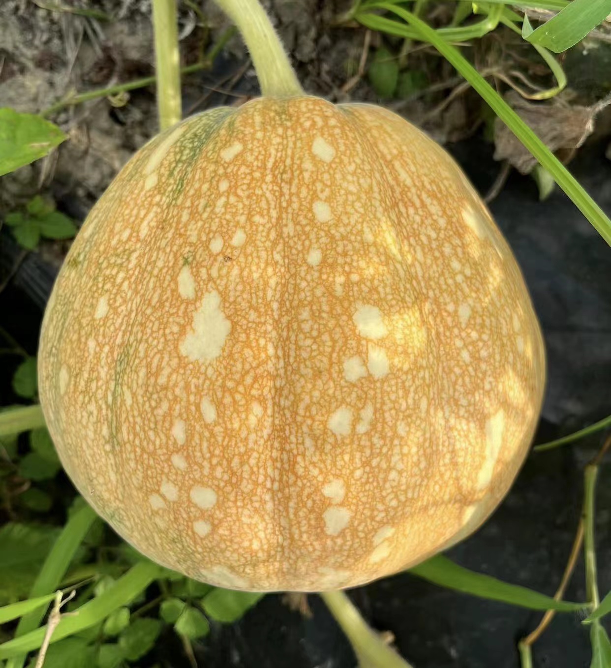 Starry Sky Miben Pumpkin