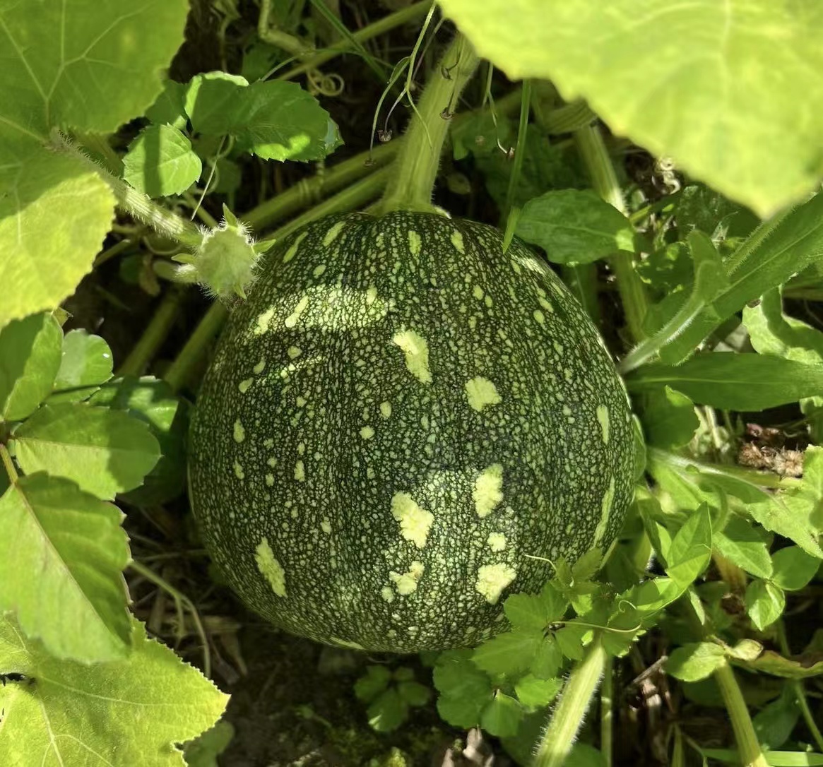 Starry Sky Miben Pumpkin
