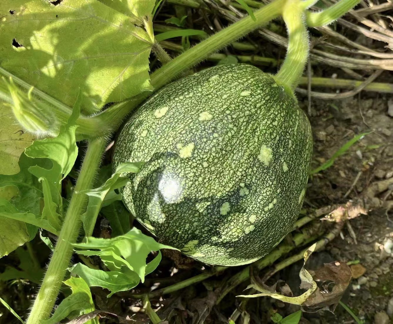 Starry Sky Miben Pumpkin