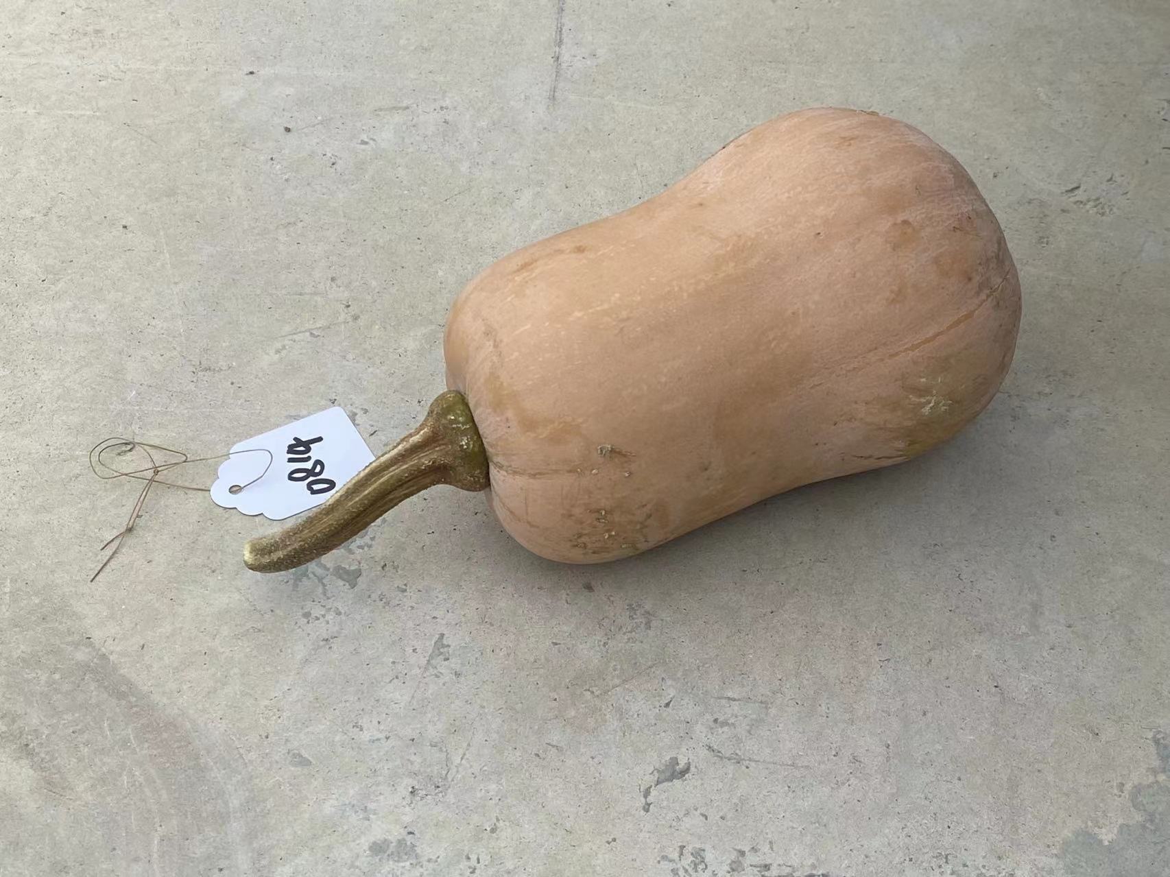 Golden Deary Pumpkin