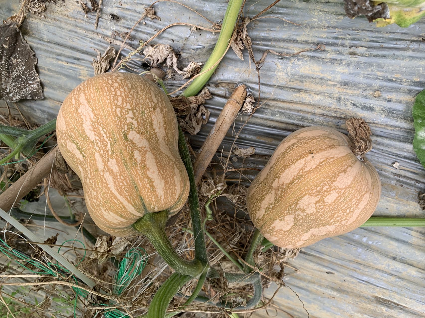 Golden Deary Pumpkin