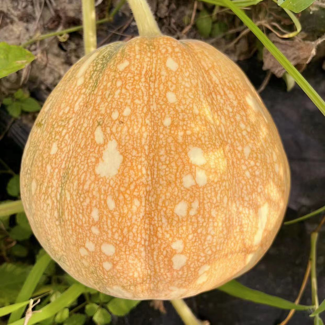 Starry Sky Miben Pumpkin