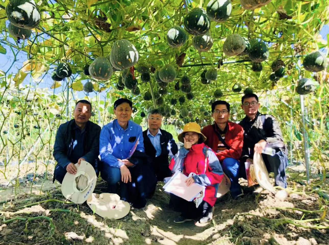 Starry Sky Miben Pumpkin