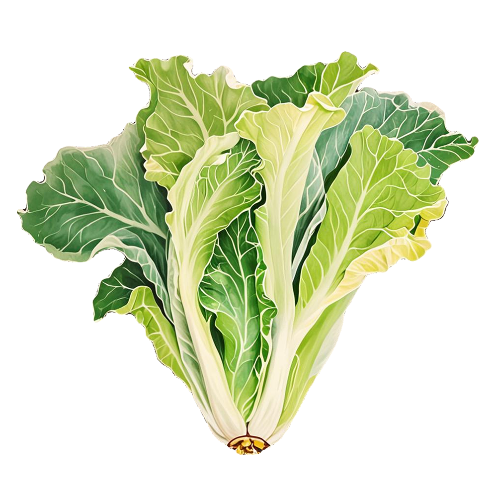 Chinese Cabbage / Pak Choi / Choy Sum