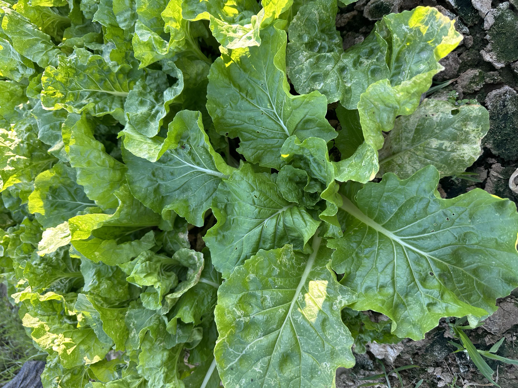 Zaohuangbai No.3 Early Ripening Hybrid Napa Cabbage