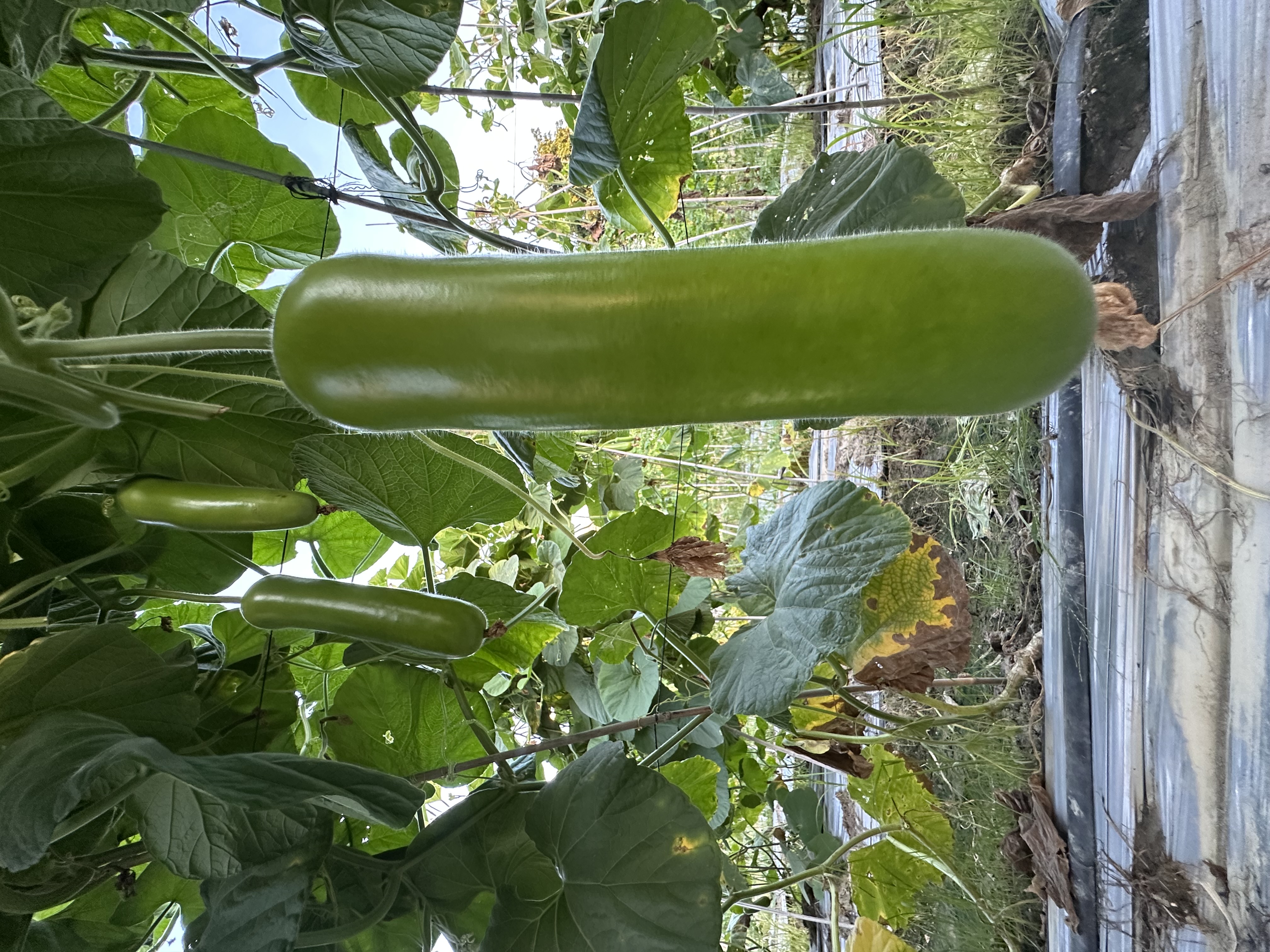 Shantou No.4 Bottle Gourd