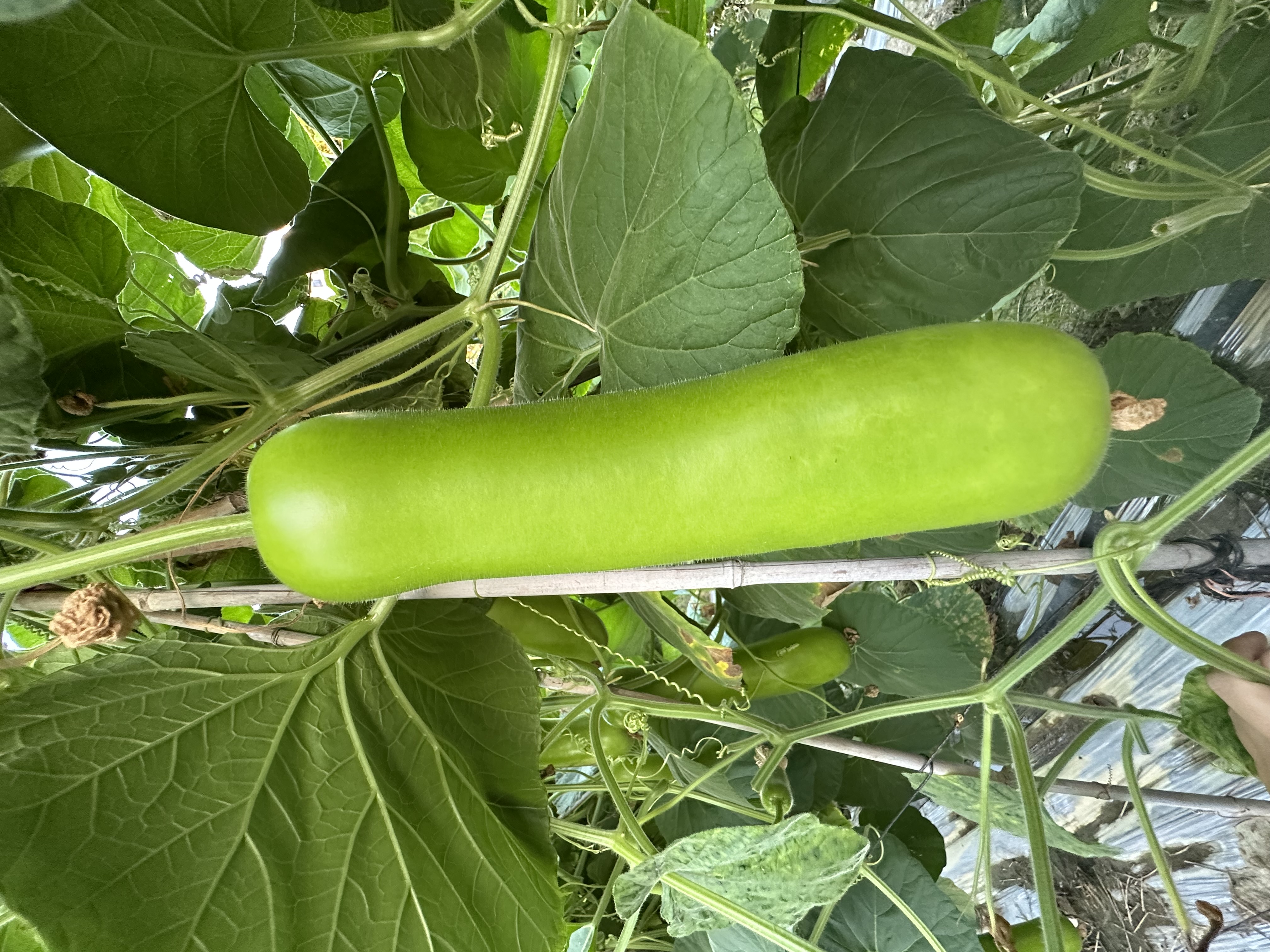 Shantou No.4 Bottle Gourd