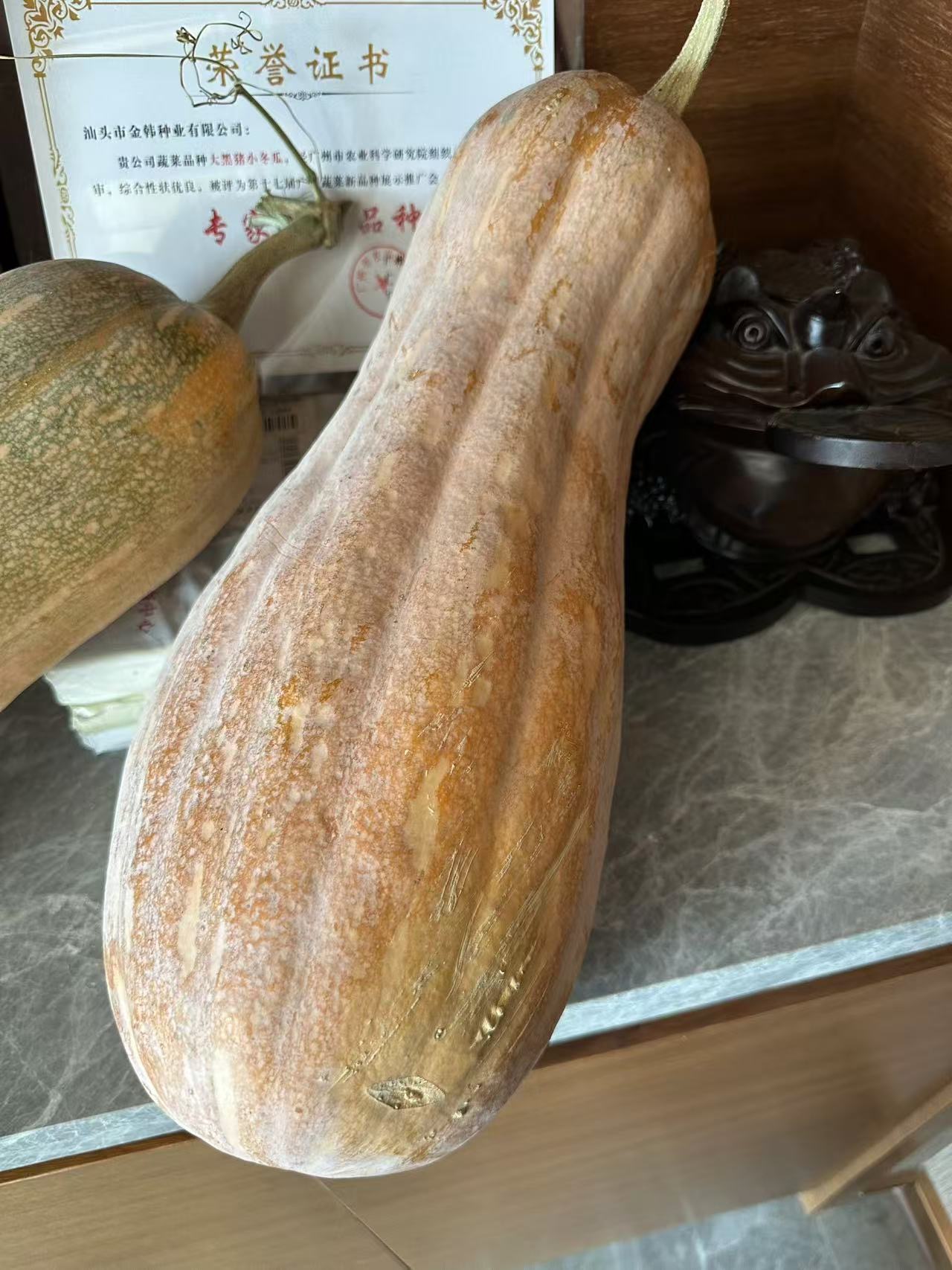 JinChuan Big Miben Pumpkin