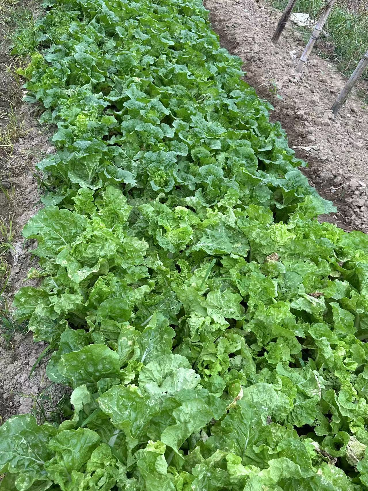 Zaohuangbai No.3 Early Ripening Hybrid Napa Cabbage