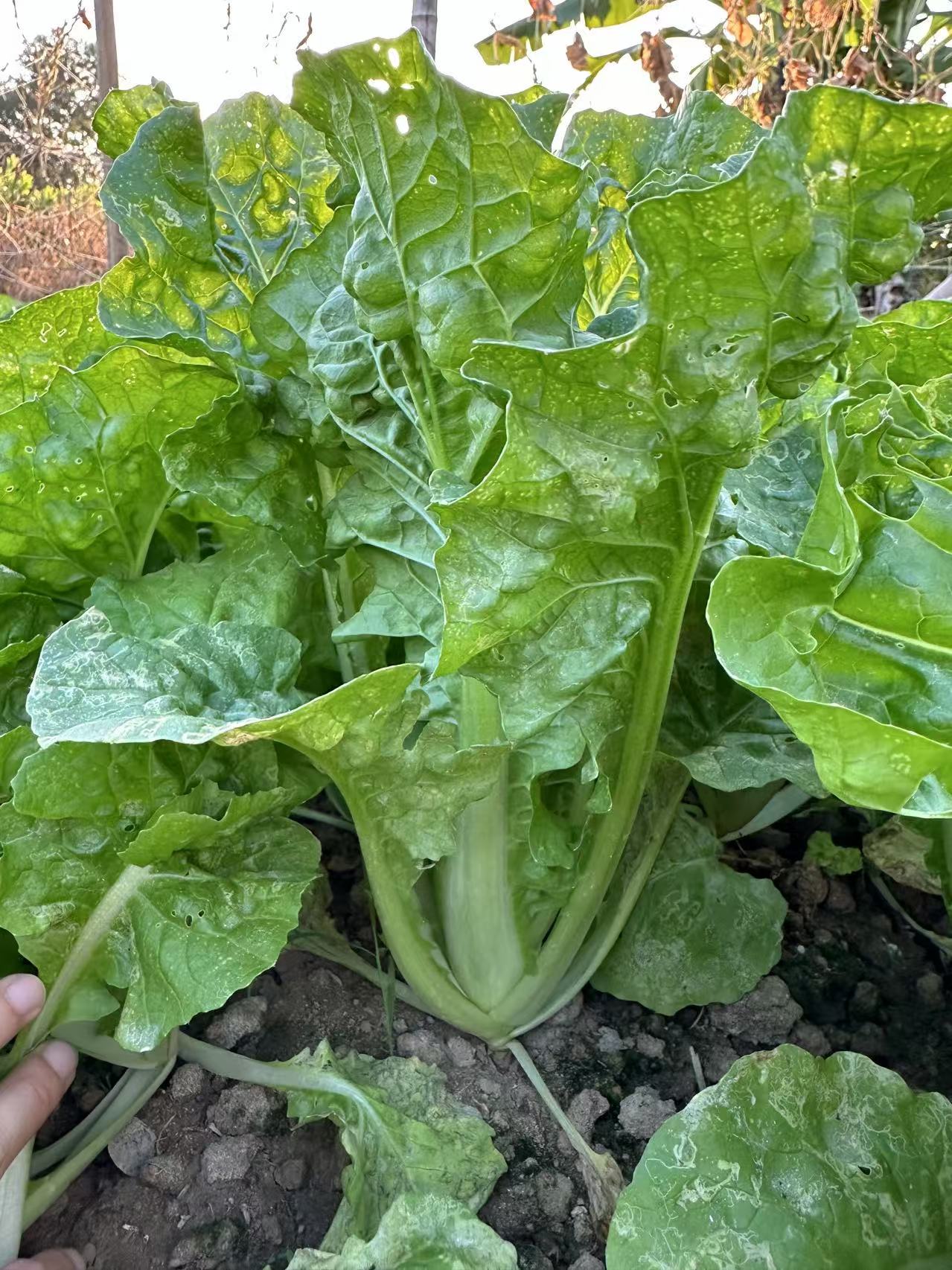 Zaohuangbai No.3 Early Ripening Hybrid Napa Cabbage