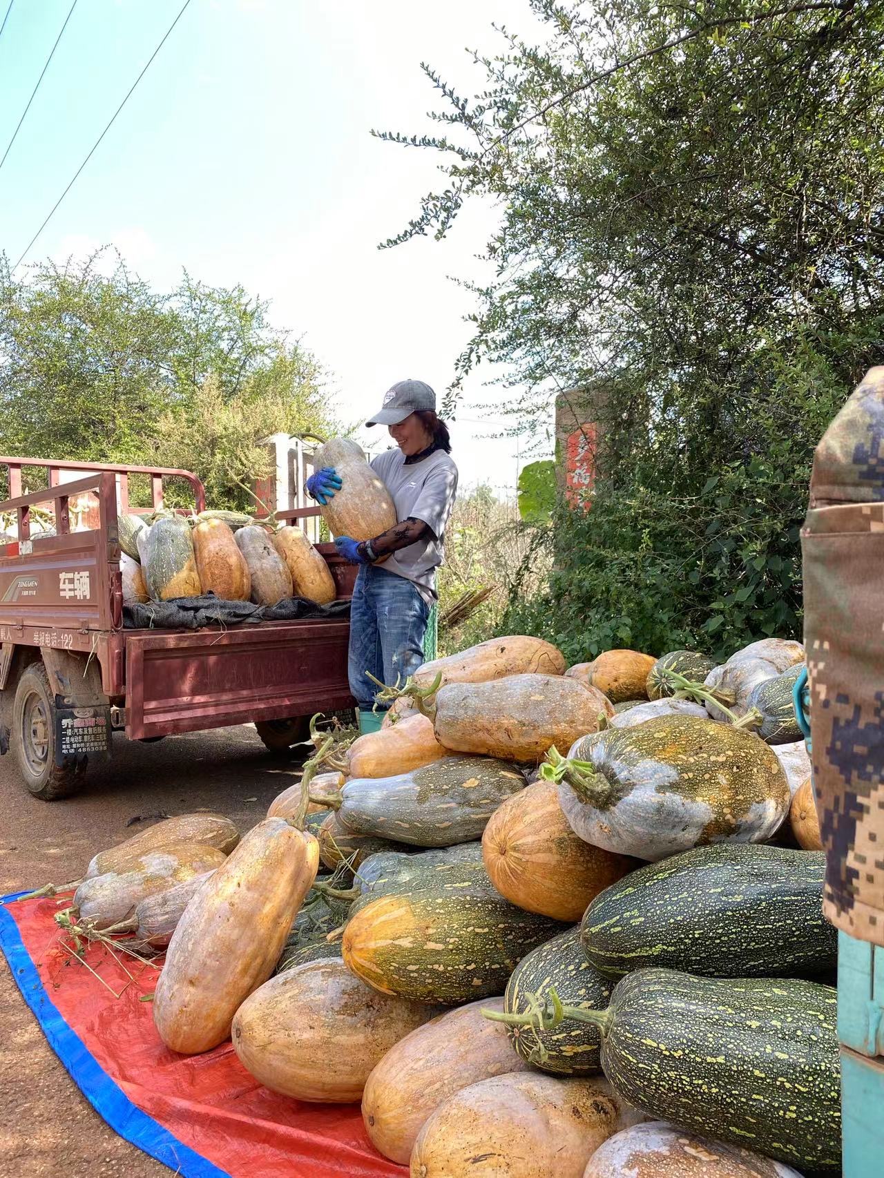 JinChuan Big Miben Pumpkin