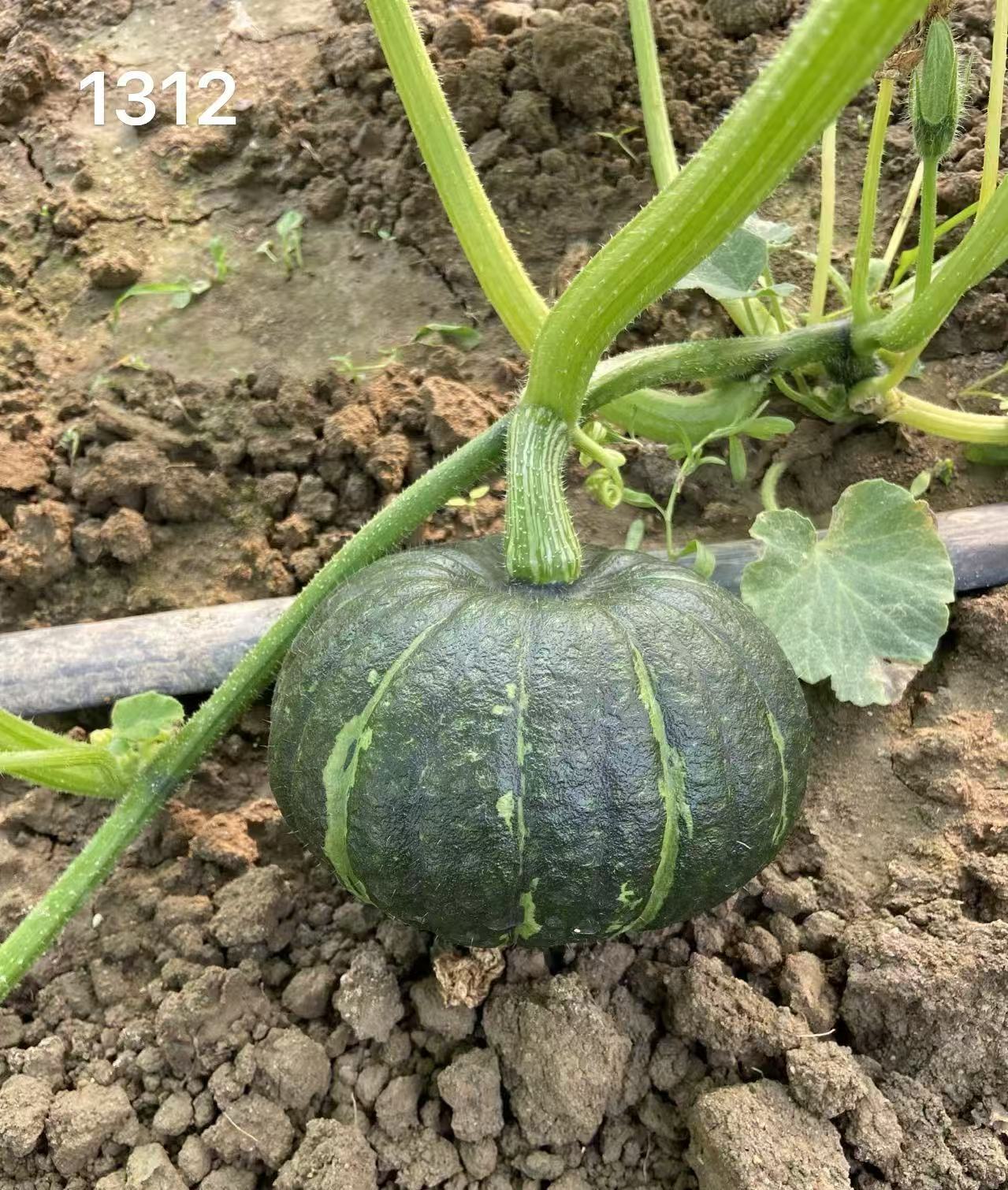 金满仓板栗南瓜