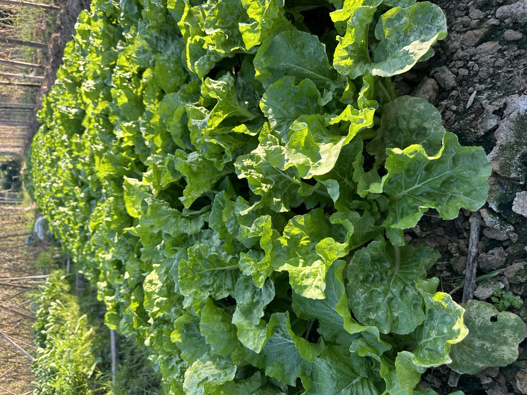 Zaohuangbai No.3 Early Ripening Hybrid Napa Cabbage