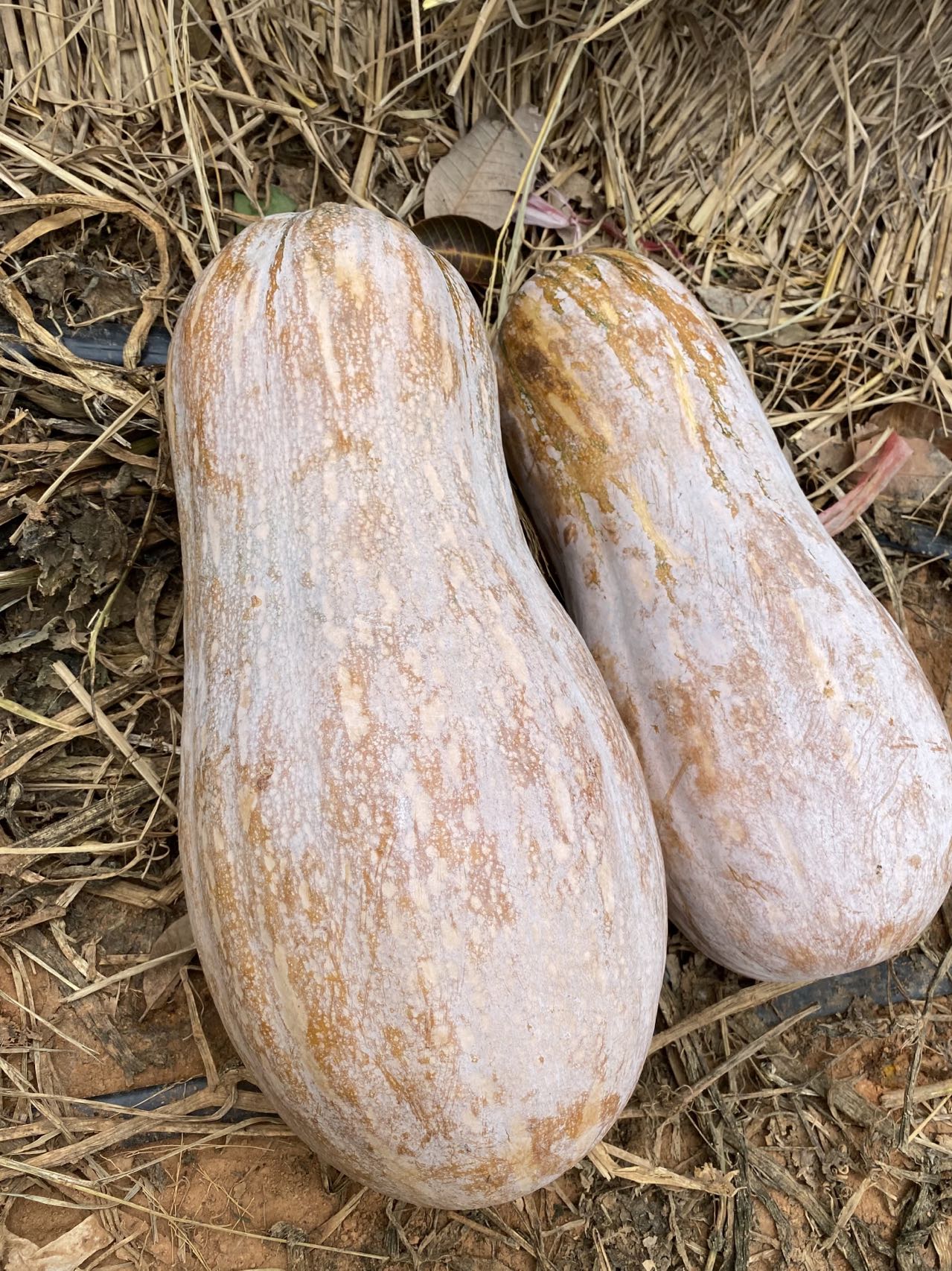 JinChuan Giant Big Miben Pumpkin