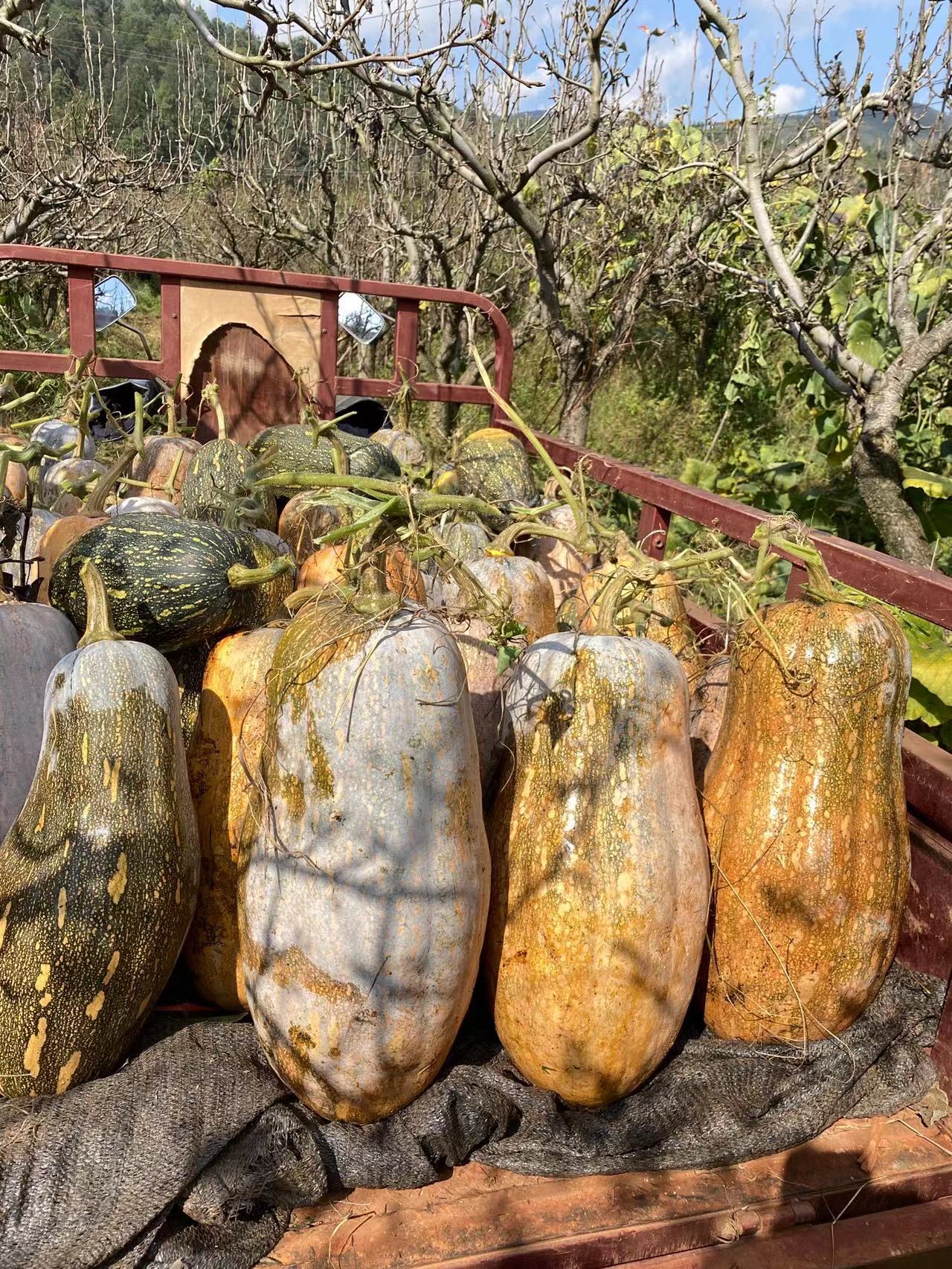 JinChuan Big Miben Pumpkin