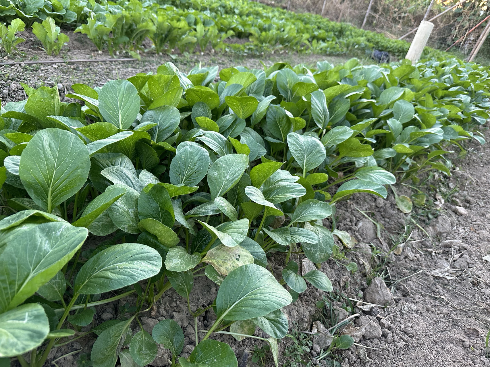 Hybrid No.901 Choy Sum