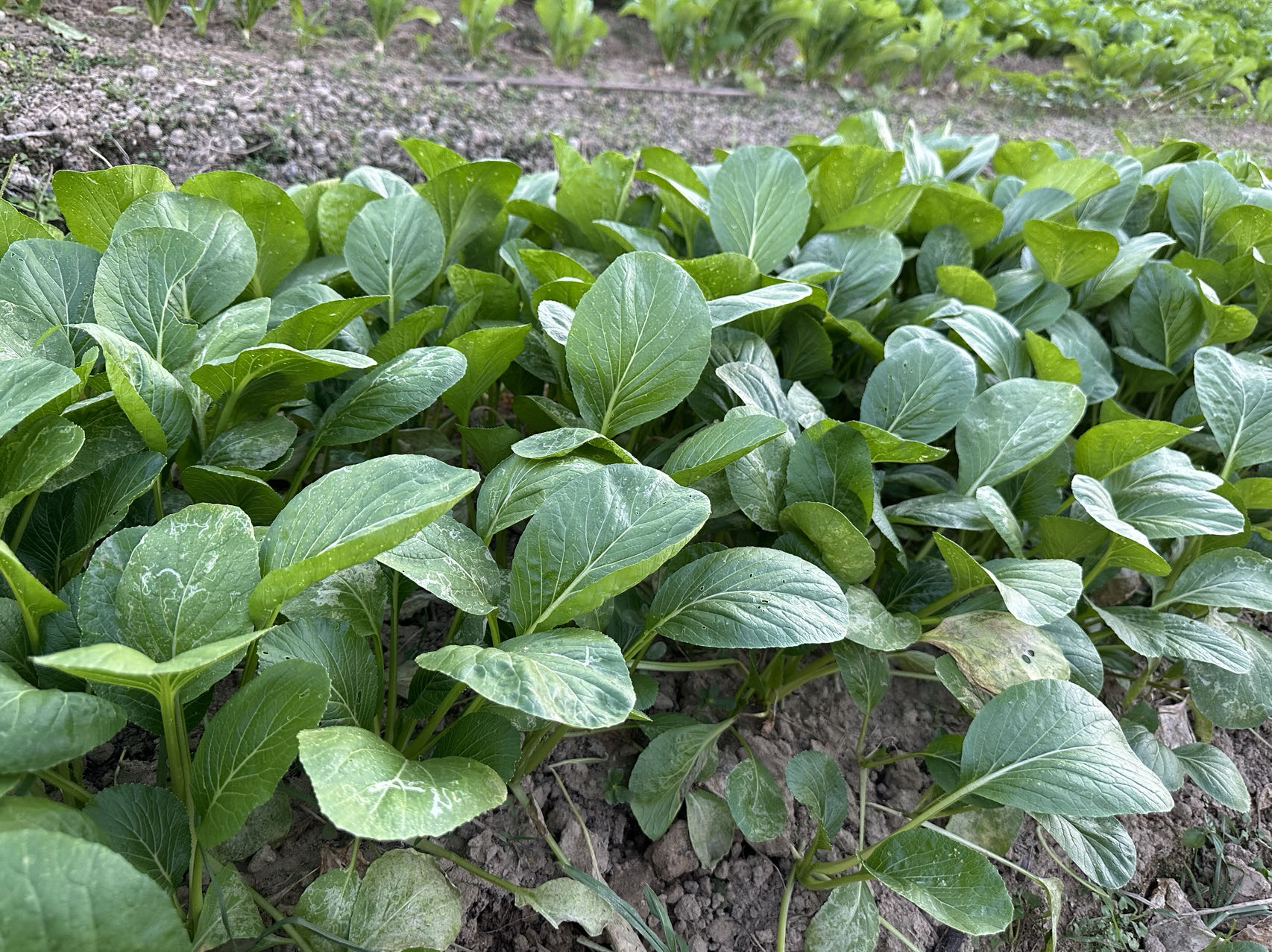 Hybrid No.901 Choy Sum