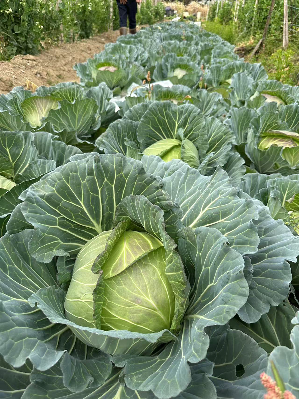 LvFeng No.2 Flat Cabbage