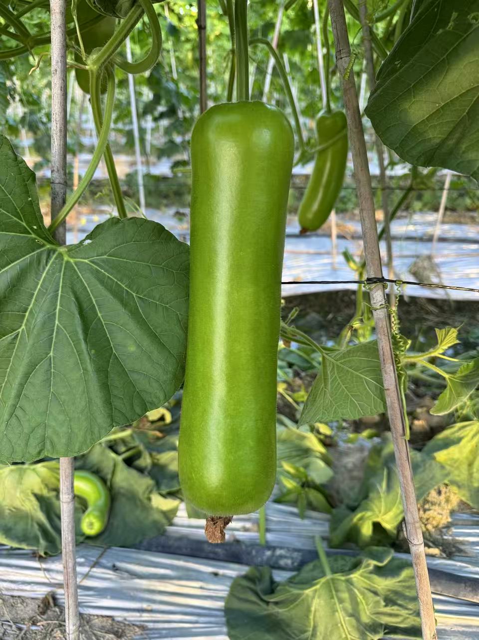 Shantou No.4 Bottle Gourd