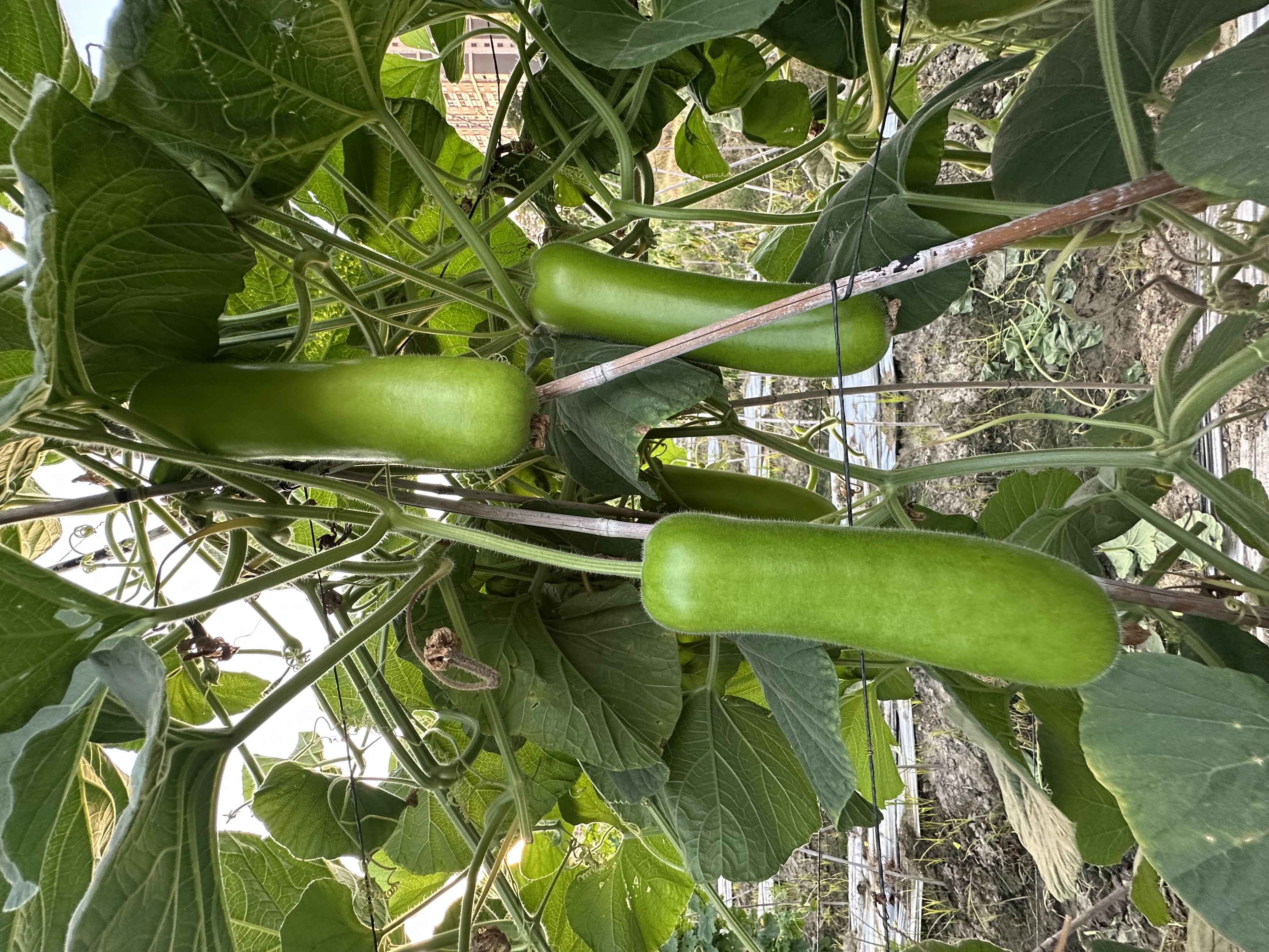Shantou No.4 Bottle Gourd