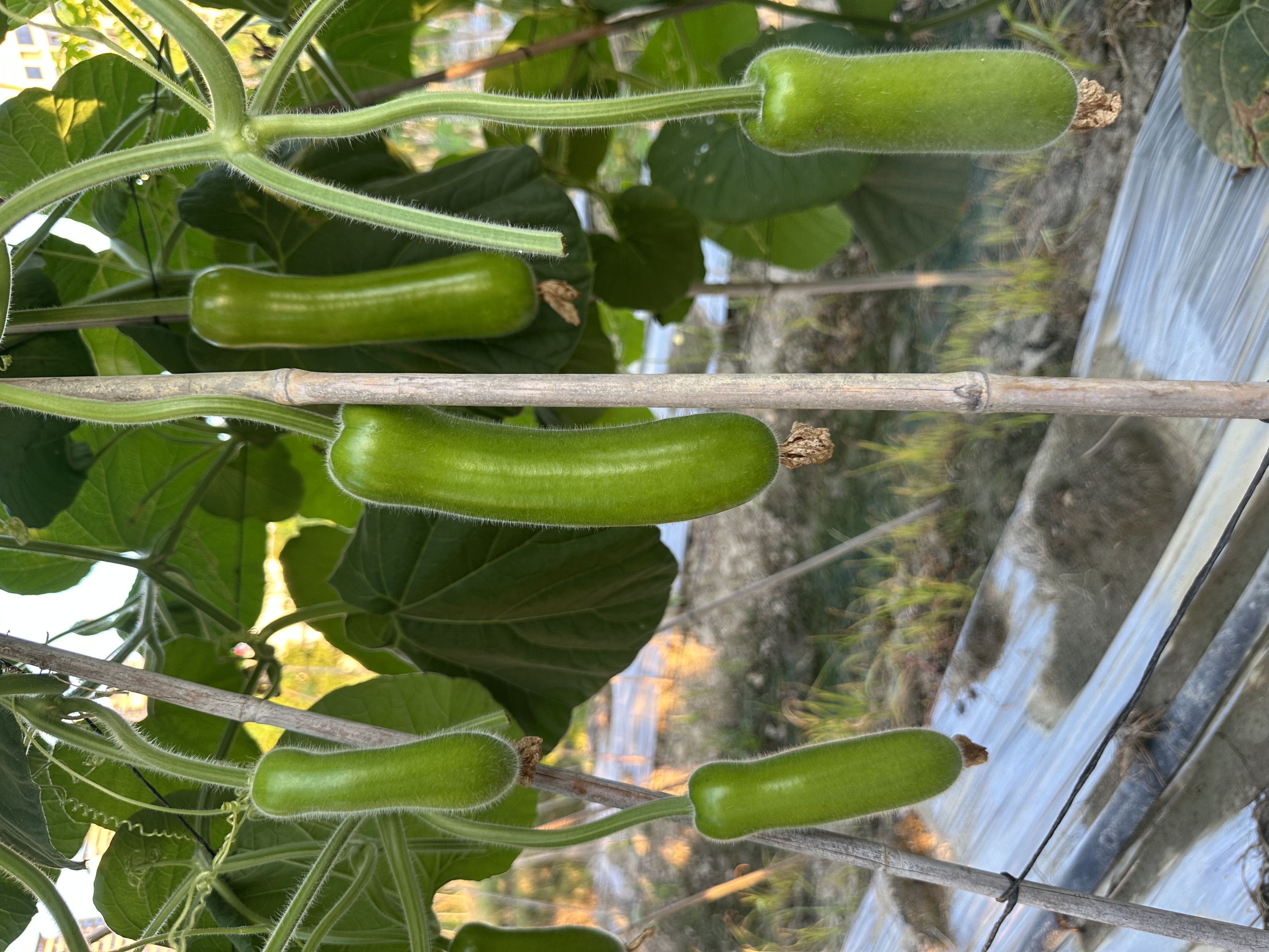 Shantou No.4 Bottle Gourd