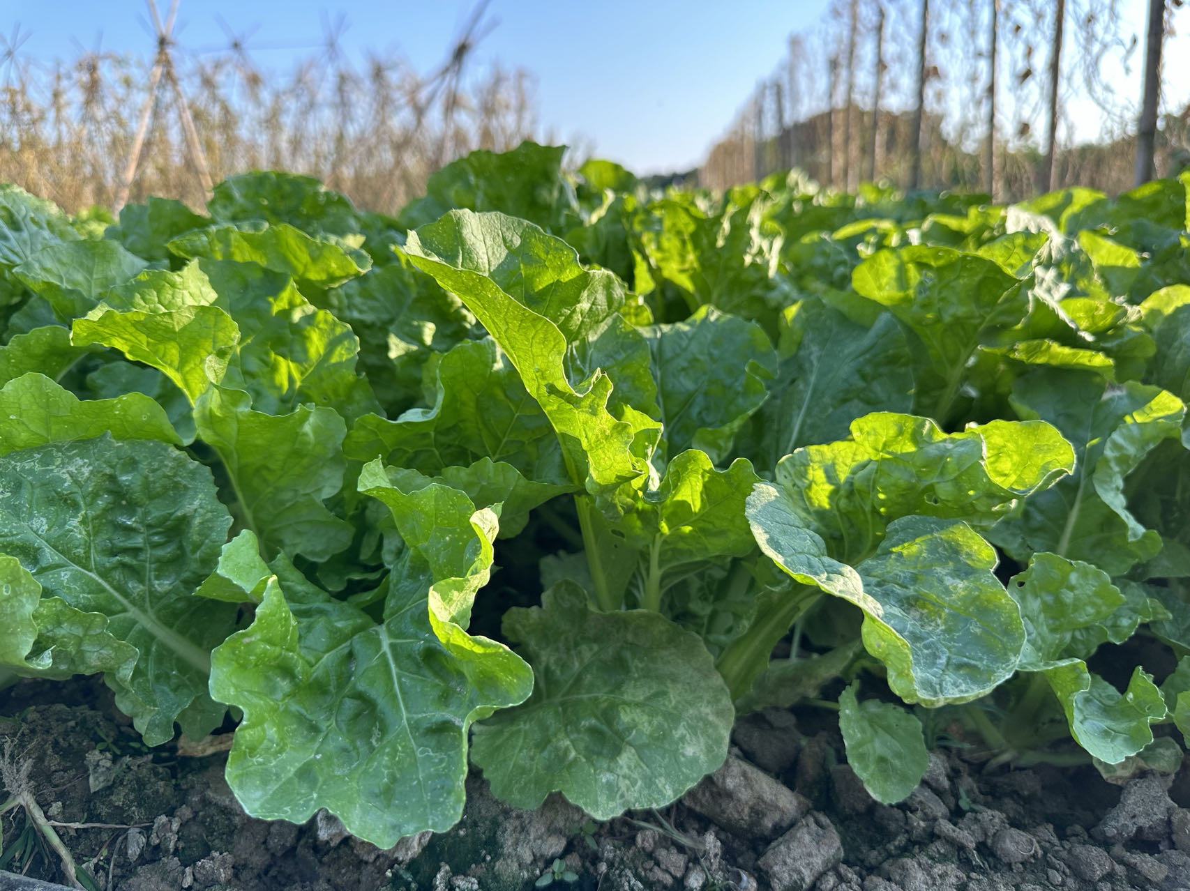 Zaohuangbai No.3 Early Ripening Hybrid Napa Cabbage