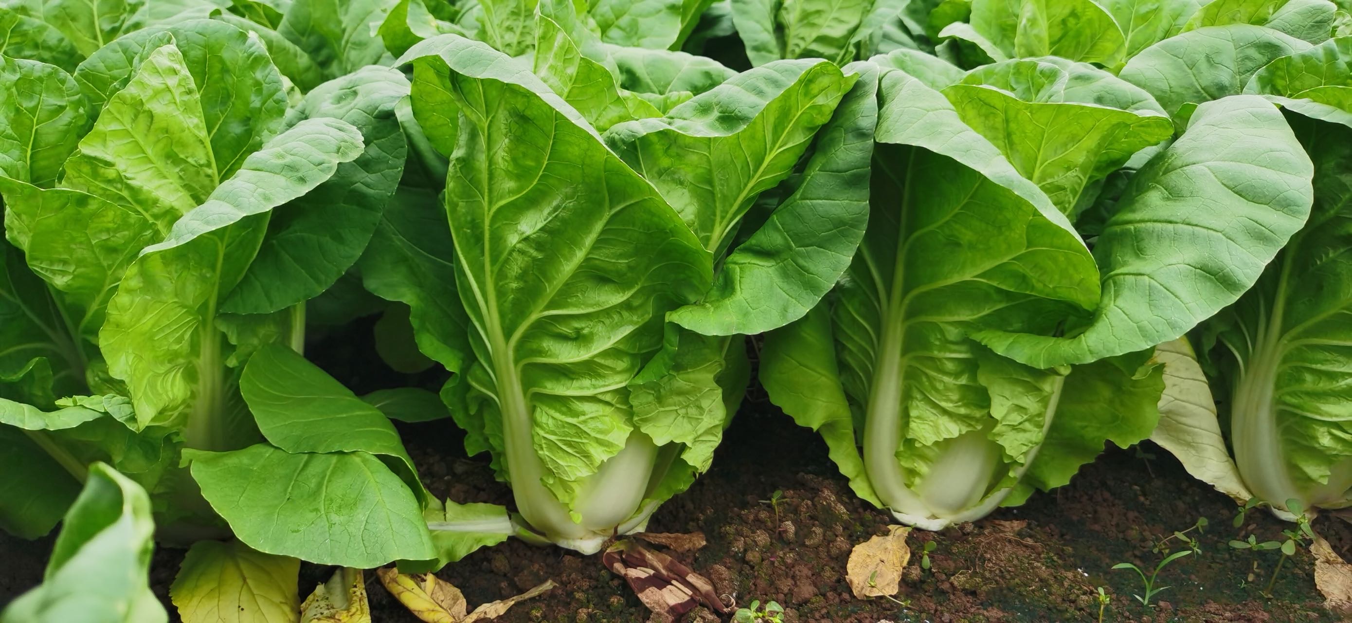 Jinchuan No.1 Semi-heading Cabbage