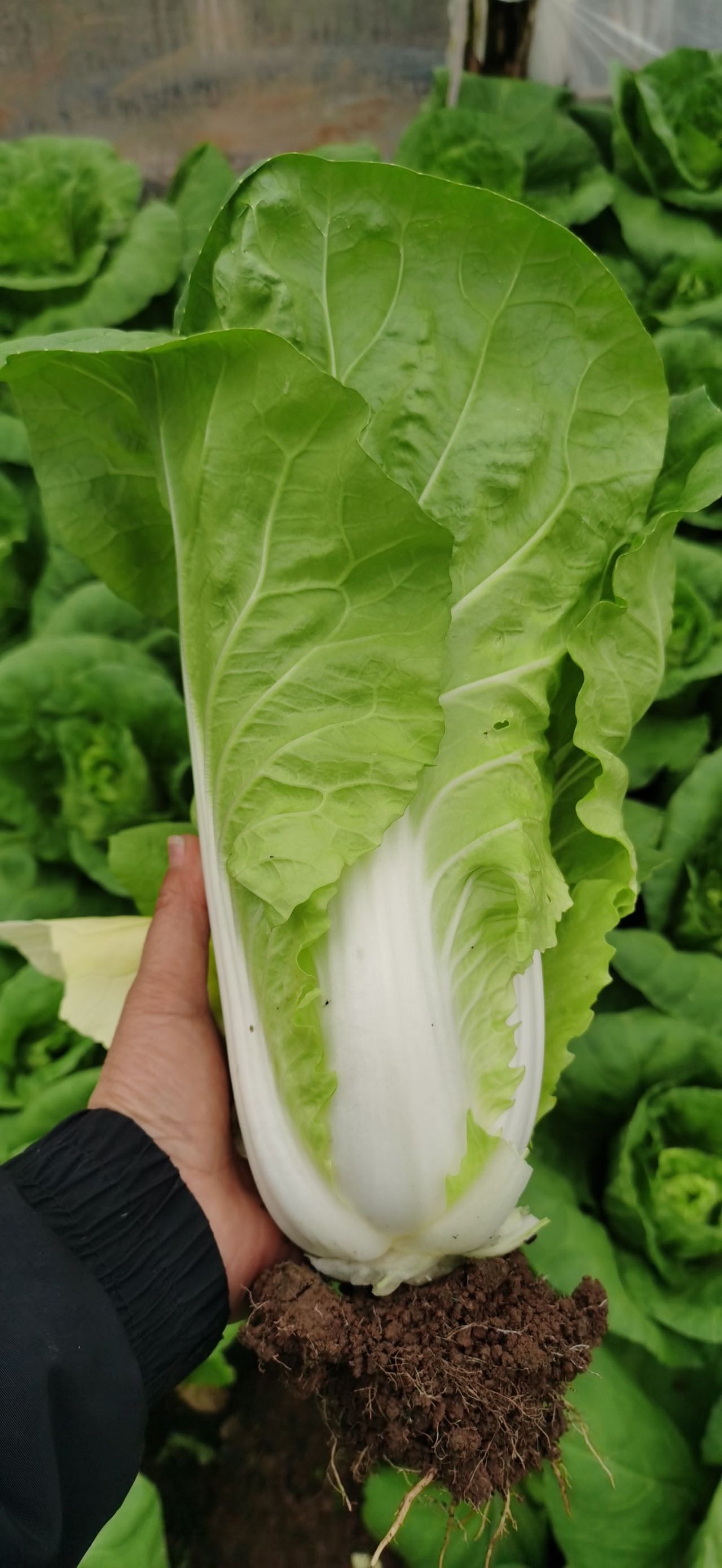 Jinchuan No.1 Semi-heading Cabbage