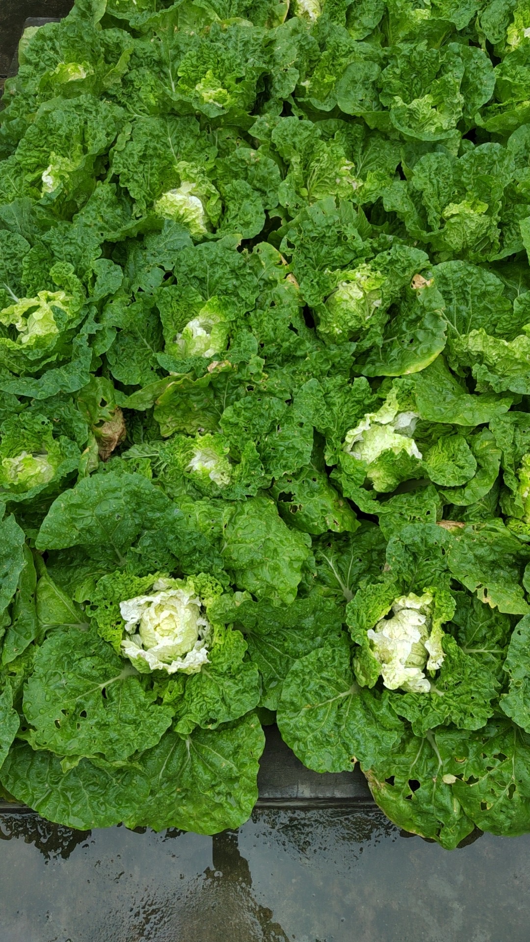 Zaohuangbai No.3 Early Ripening Hybrid Napa Cabbage