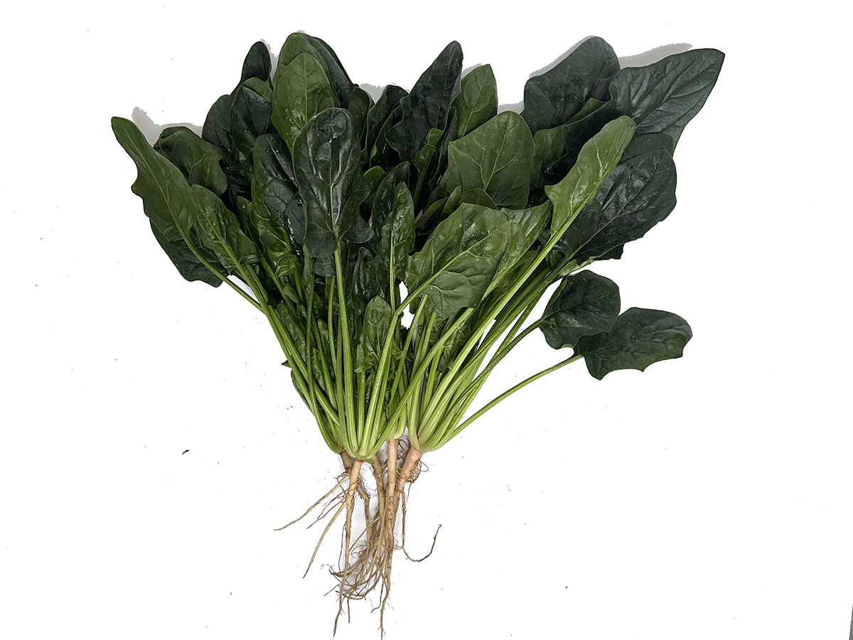 FujiJi No.7 Spinach