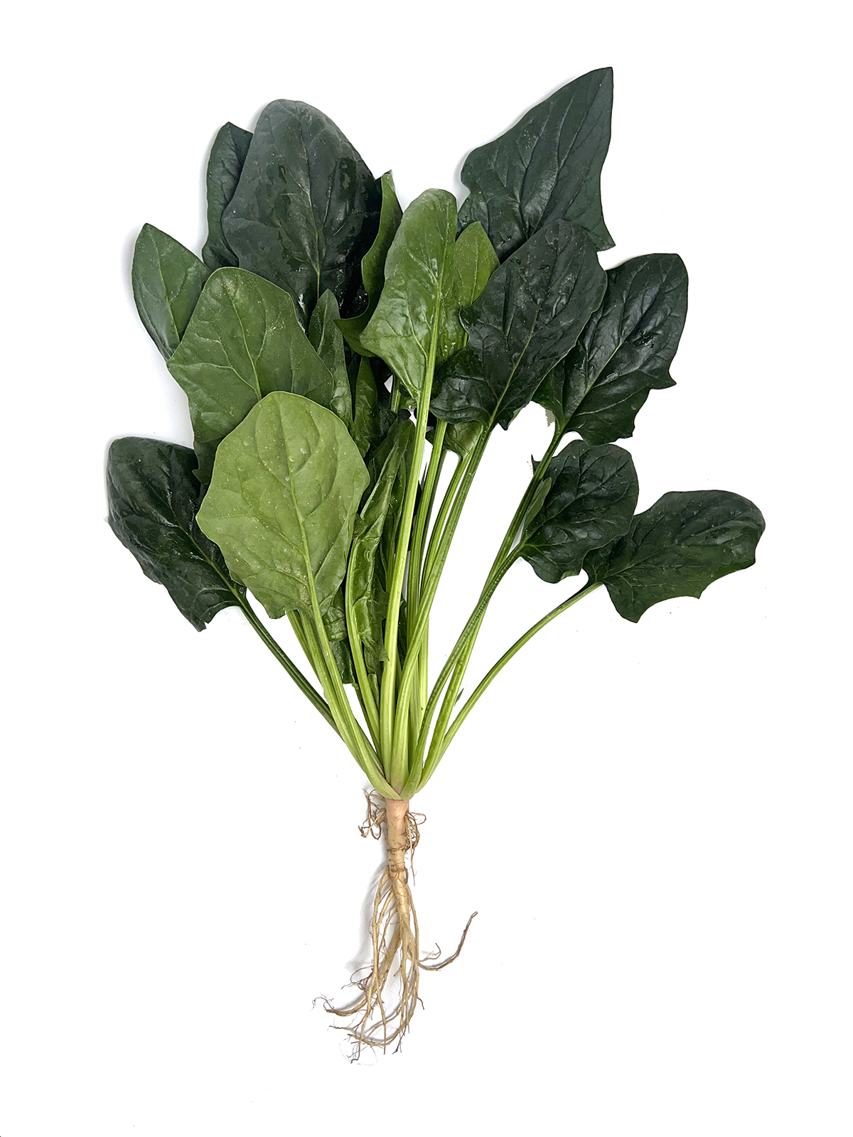 FujiJi No.7 Spinach