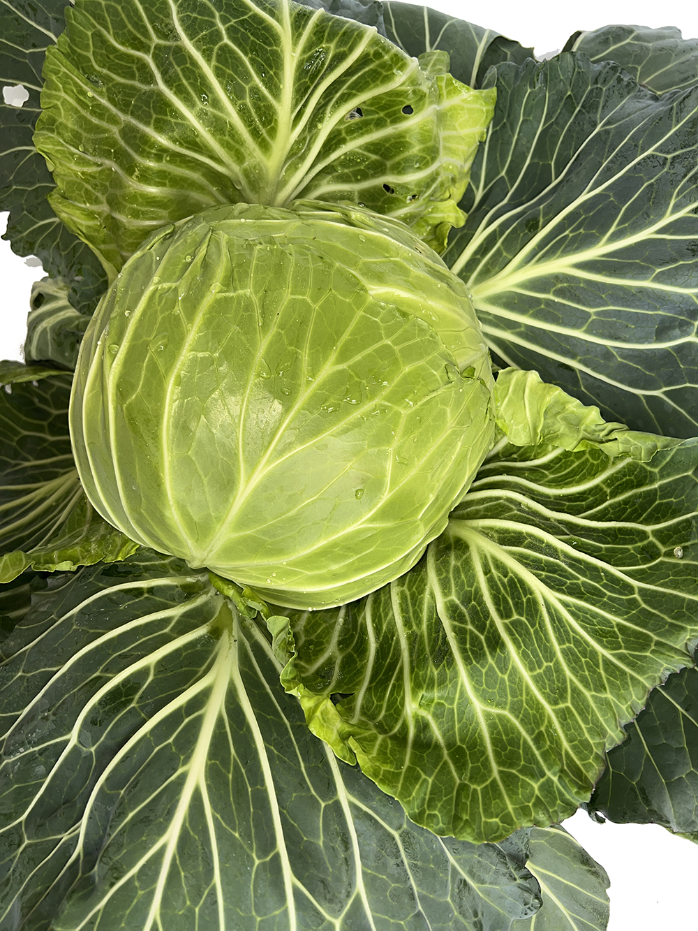 LvFeng No.2 Flat Cabbage