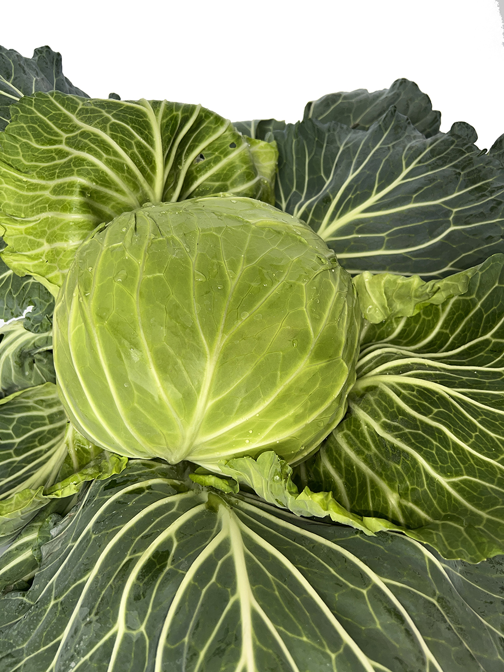 LvFeng No.2 Flat Cabbage