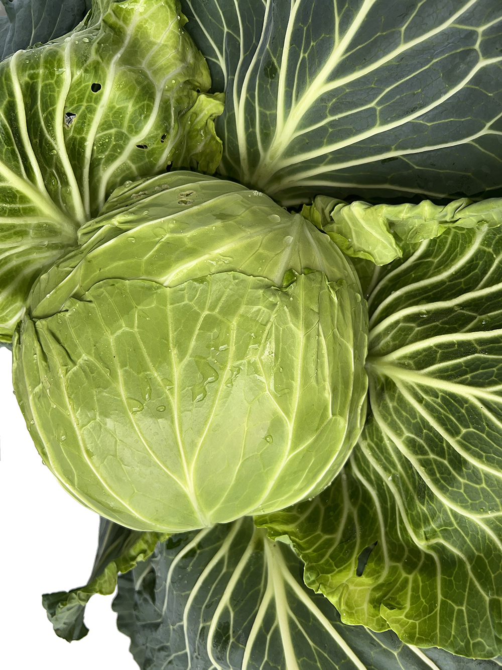 LvFeng No.2 Flat Cabbage