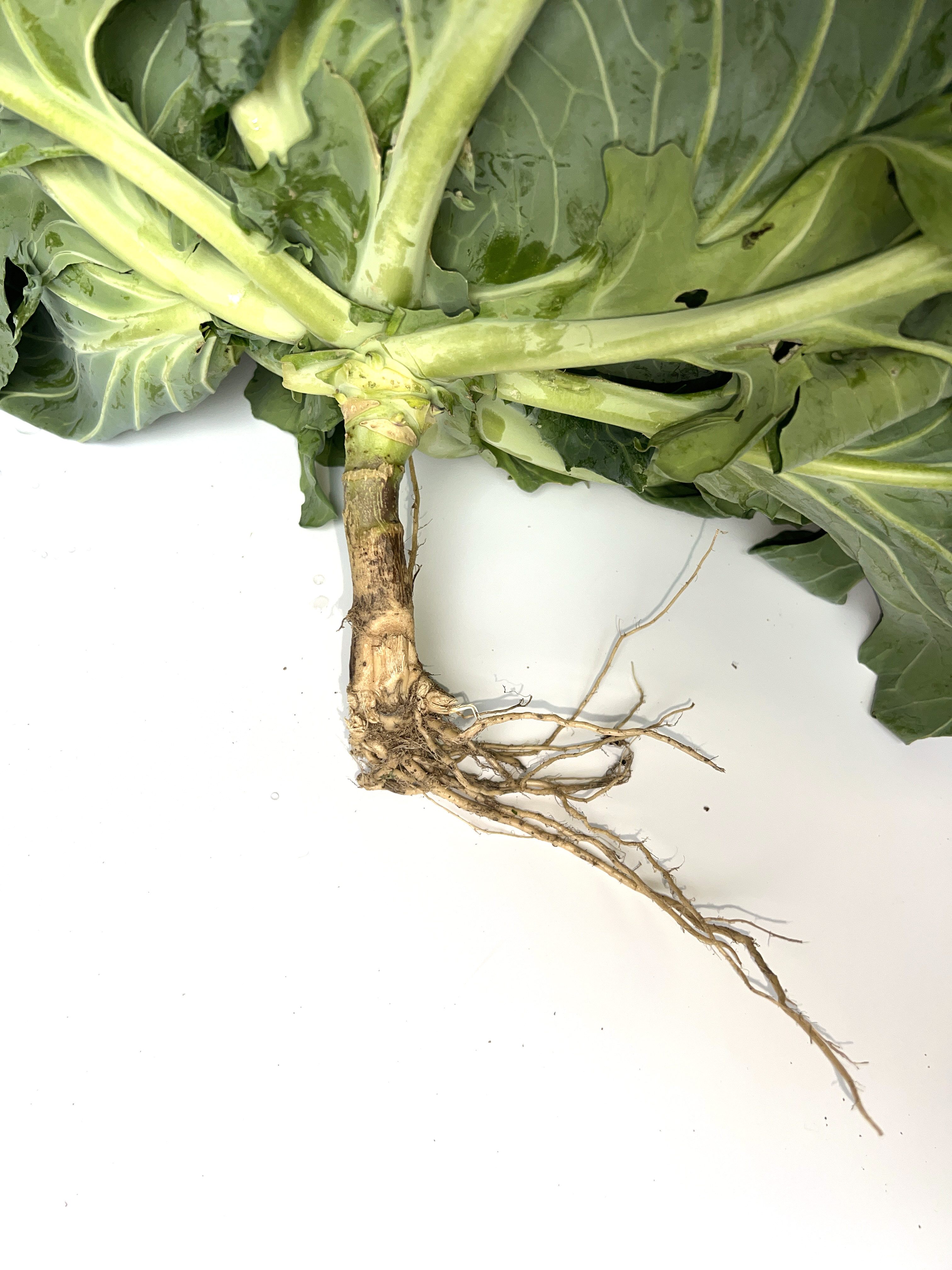 LvFeng No.2 Flat Cabbage