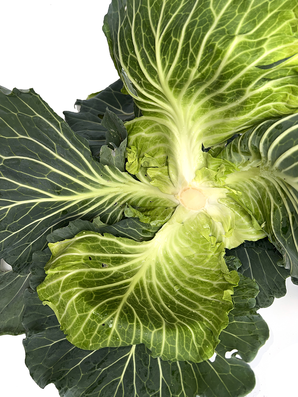 LvFeng No.2 Flat Cabbage