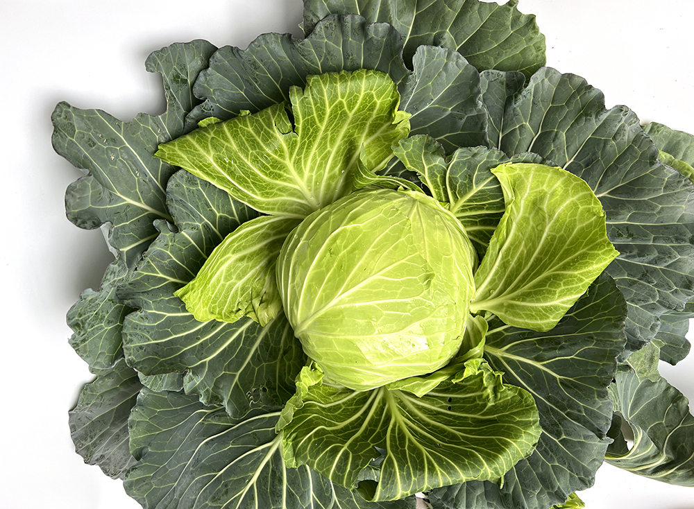 LvFeng No.2 Flat Cabbage