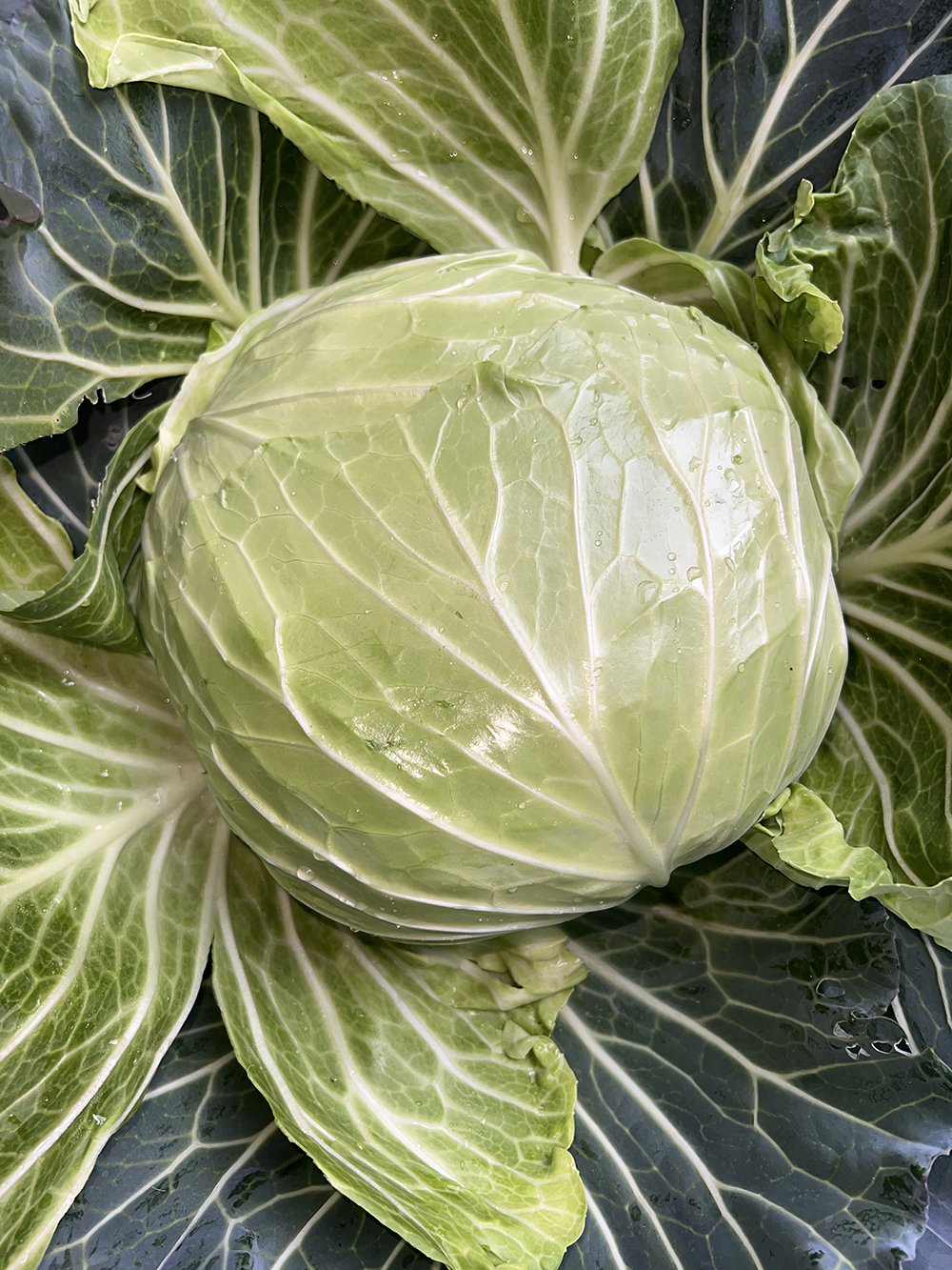 LvFeng No.2 Flat Cabbage
