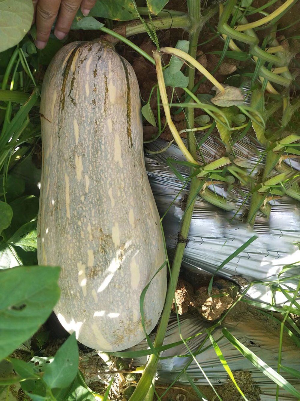 JinChuan Miben Pumpkin