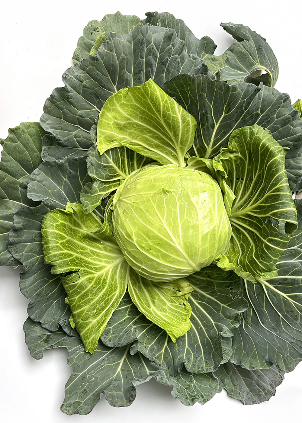 LvFeng No.2 Flat Cabbage