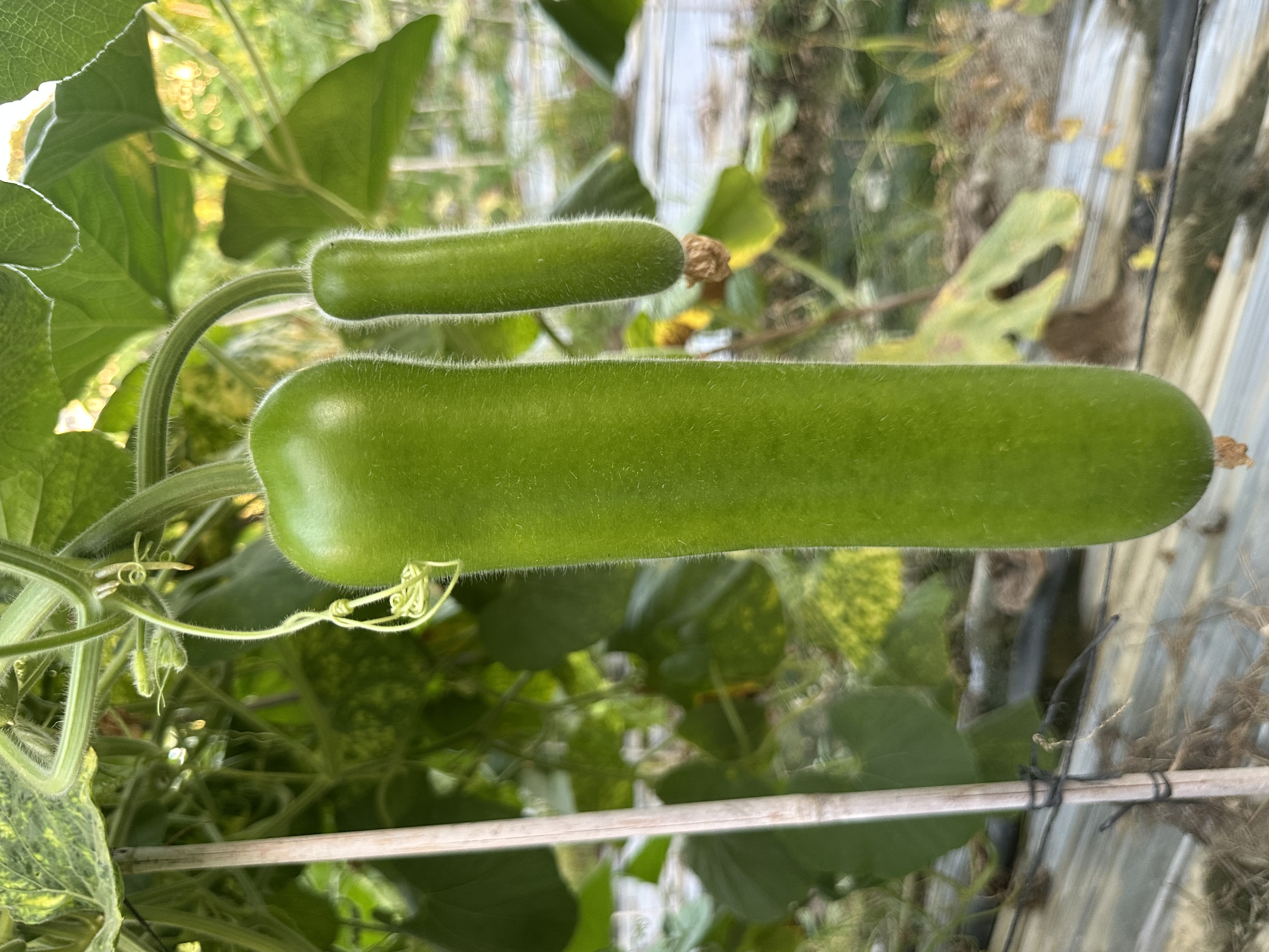 Shantou No.4 Bottle Gourd
