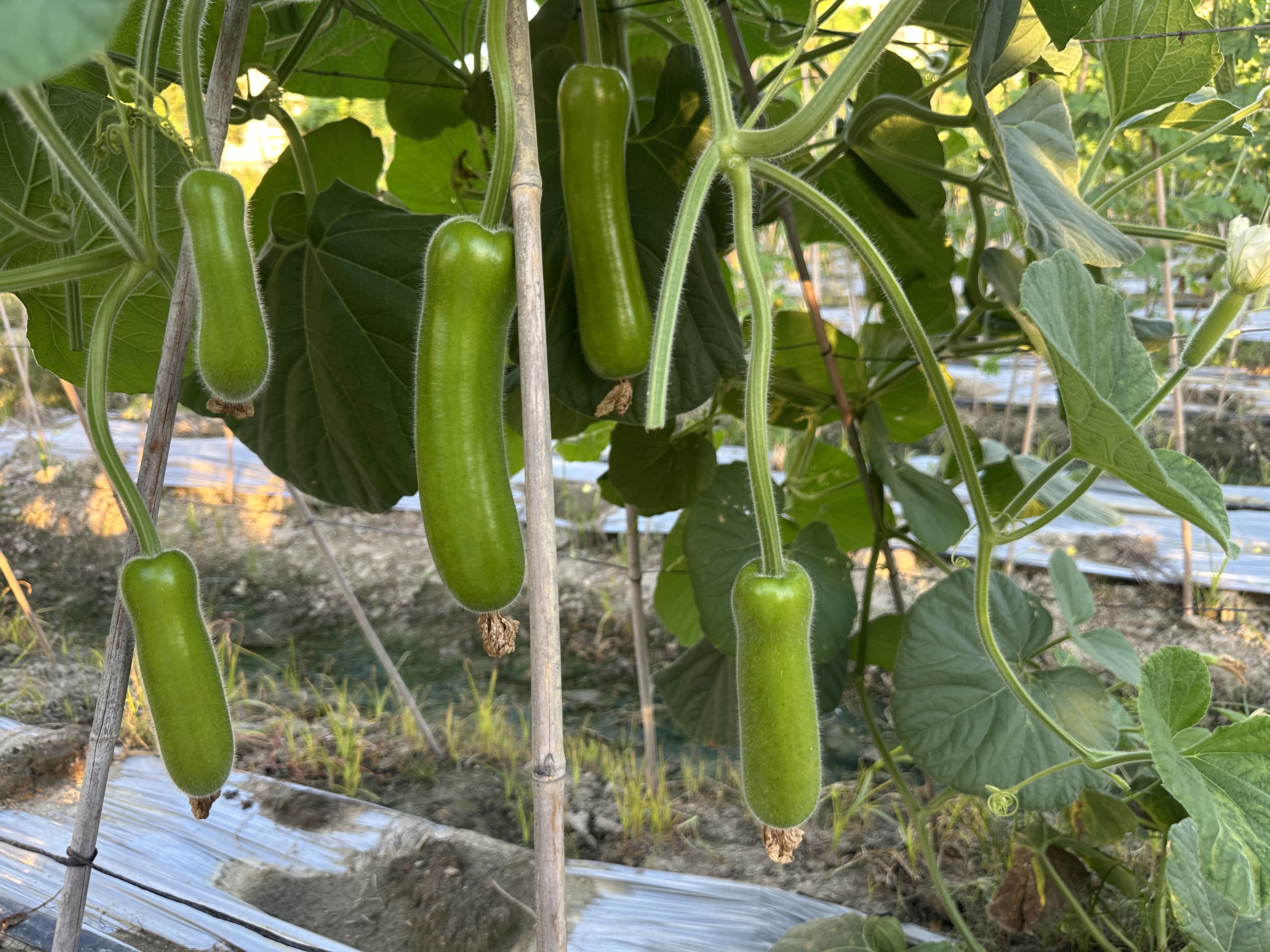Shantou No.4 Bottle Gourd