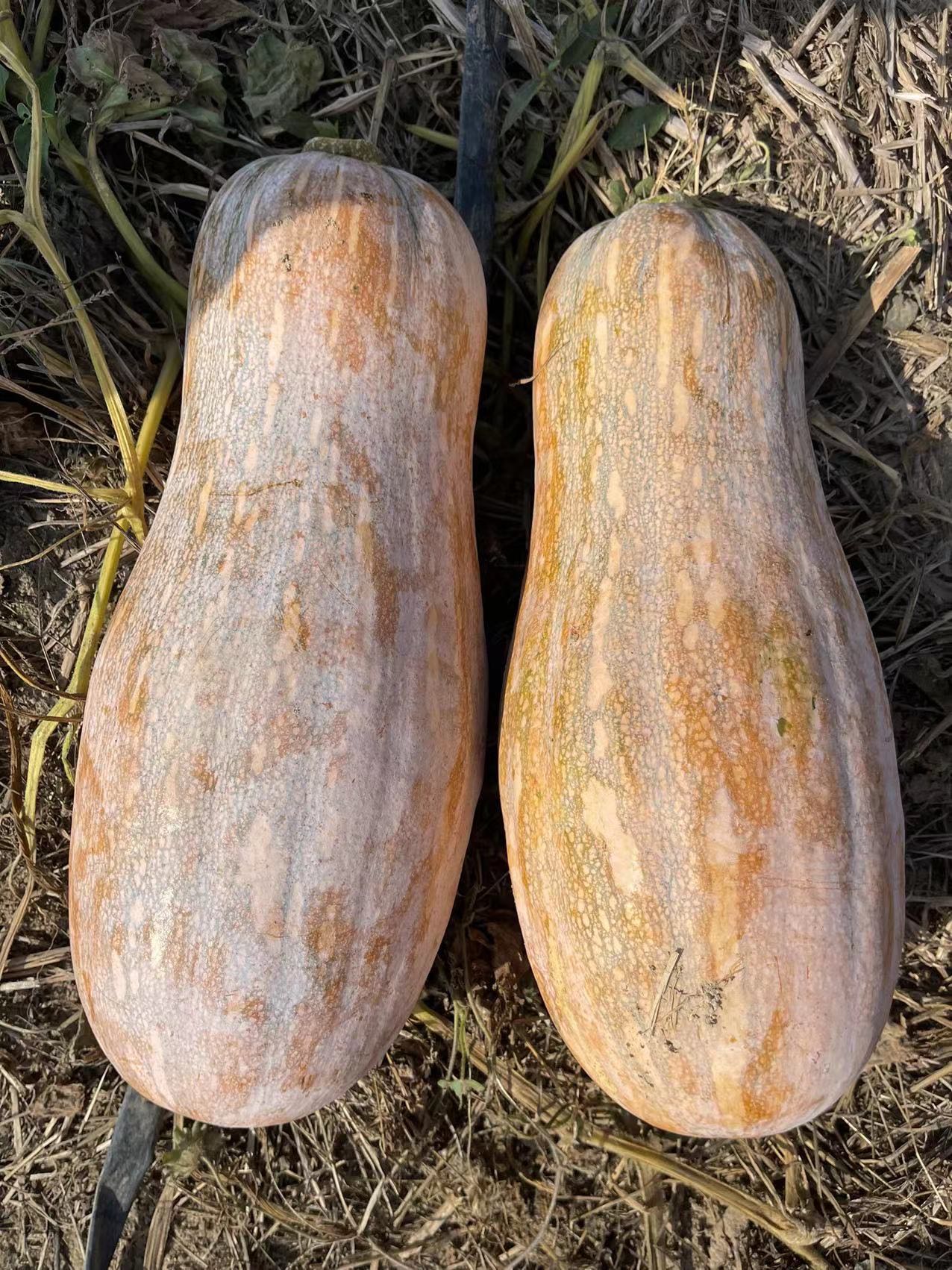 JinChuan Giant Big Miben Pumpkin