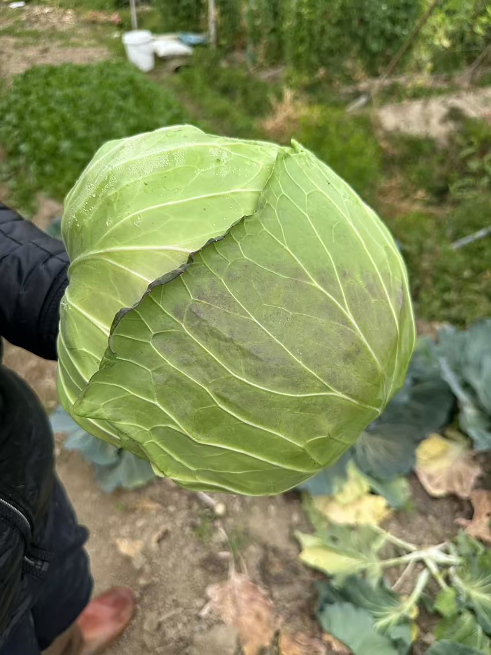 LvFeng No.2 Flat Cabbage