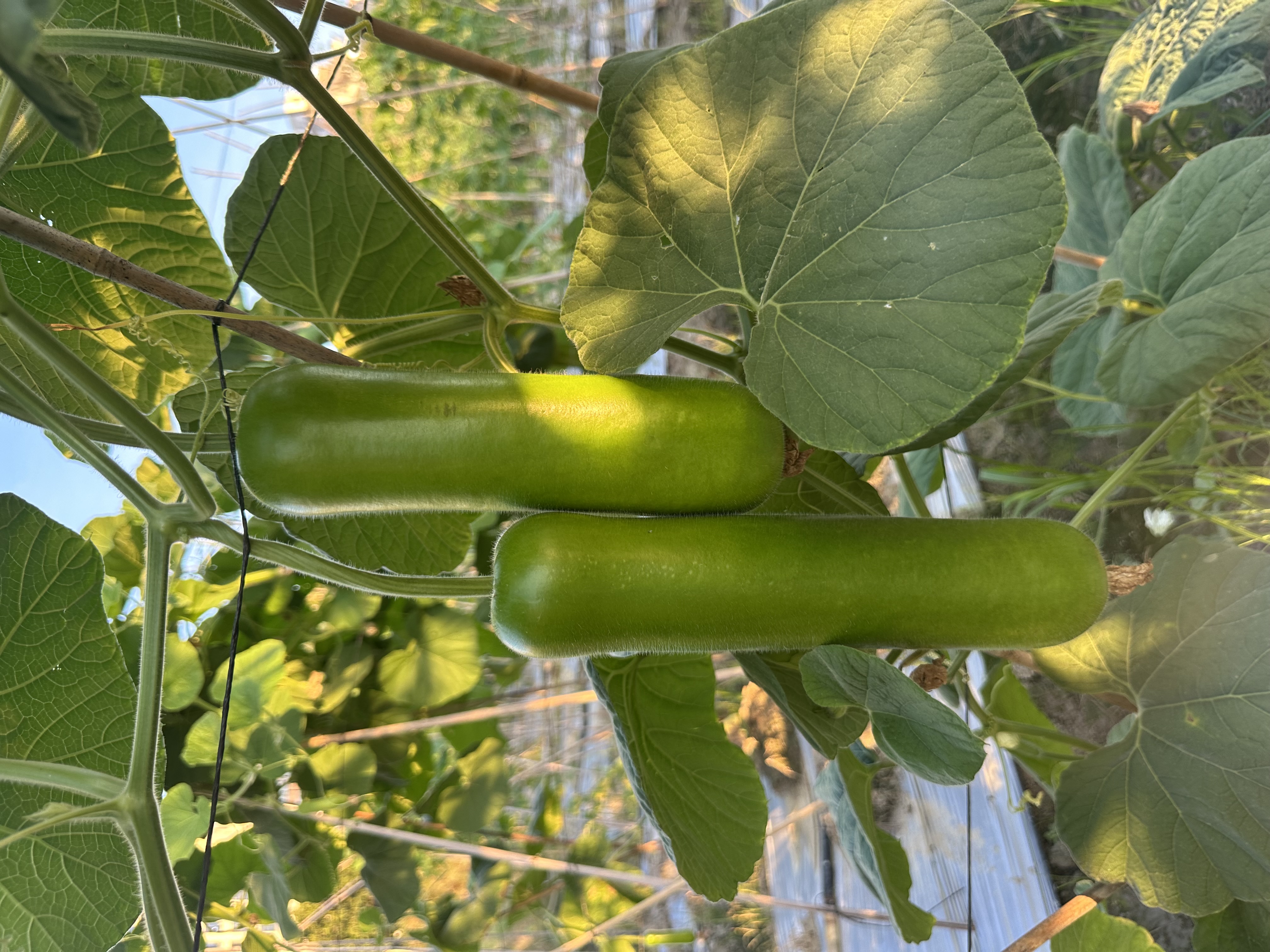 Shantou No.4 Bottle Gourd