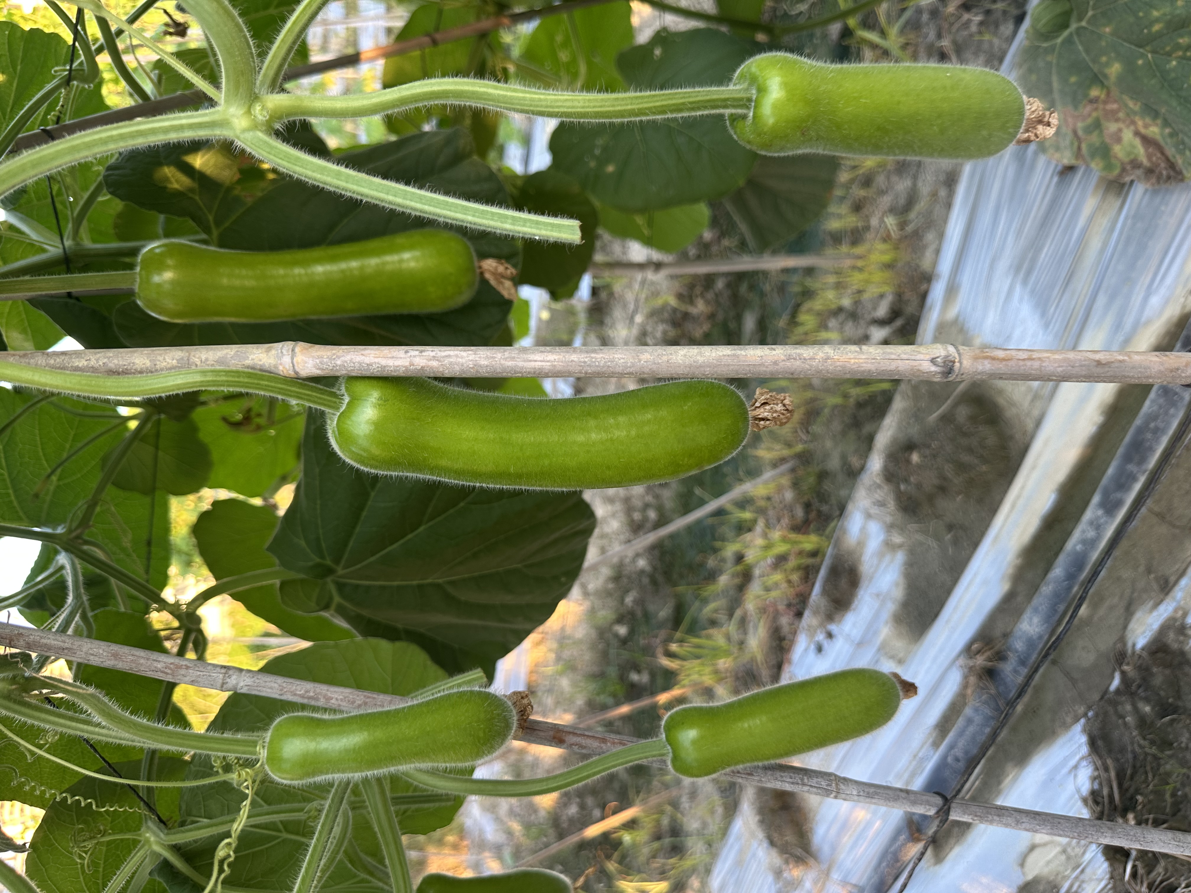 Shantou No.4 Bottle Gourd