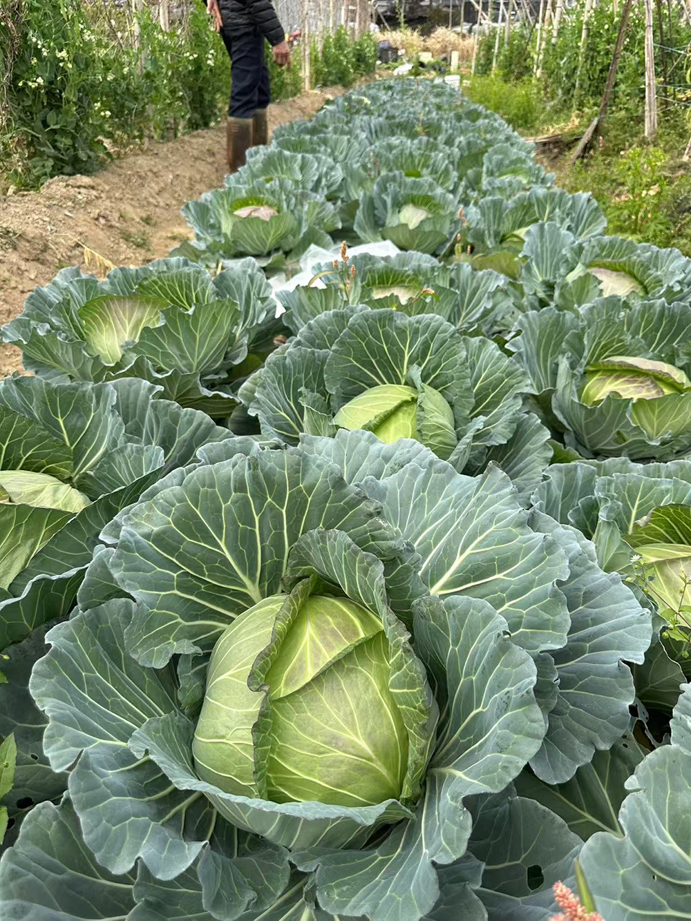 LvFeng No.2 Flat Cabbage