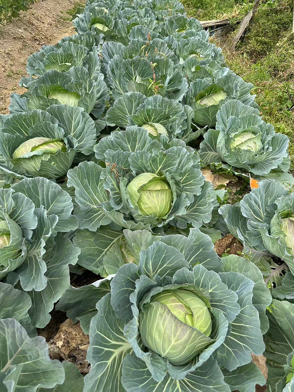 LvFeng No.2 Flat Cabbage