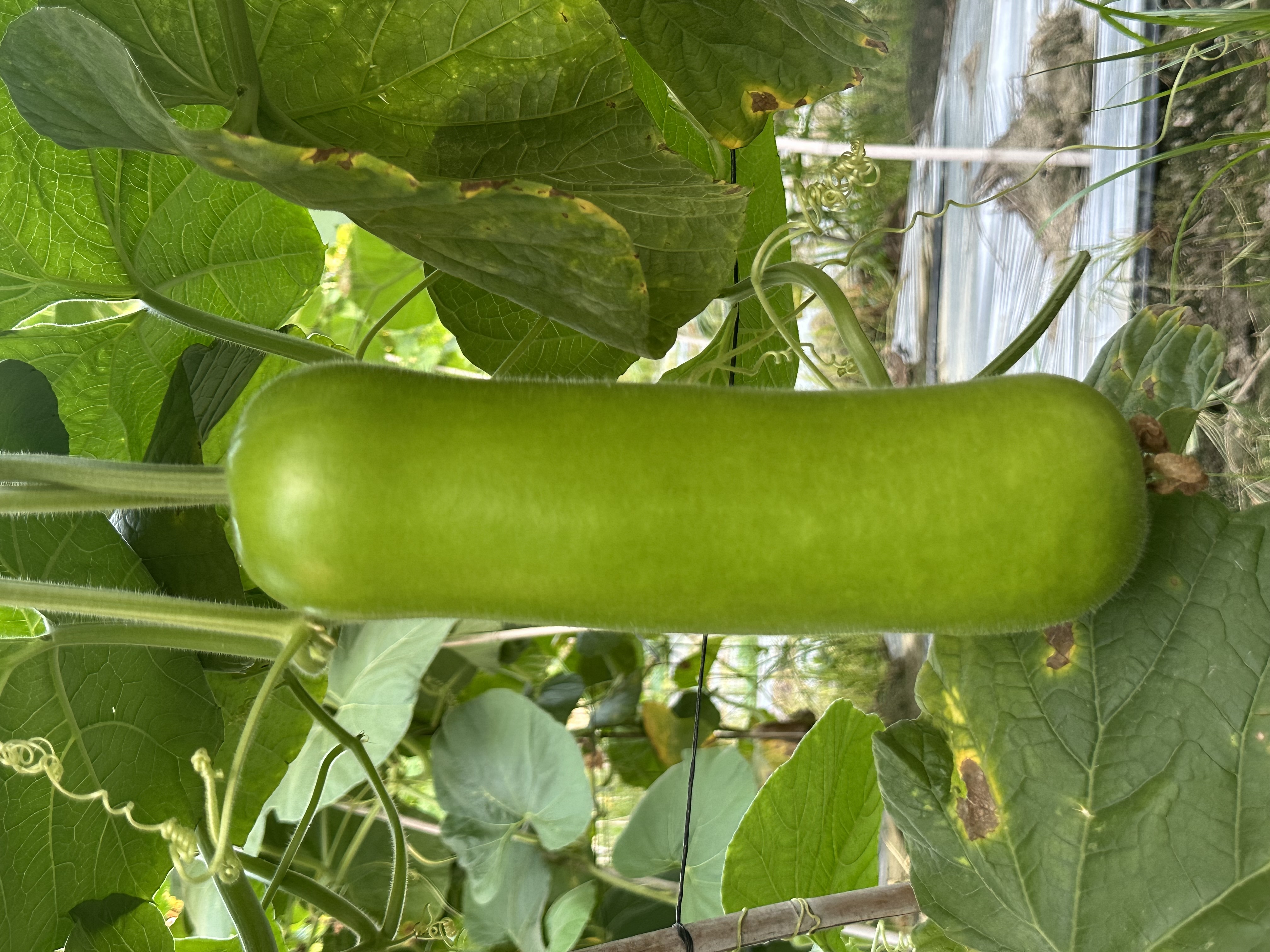 Shantou No.4 Bottle Gourd
